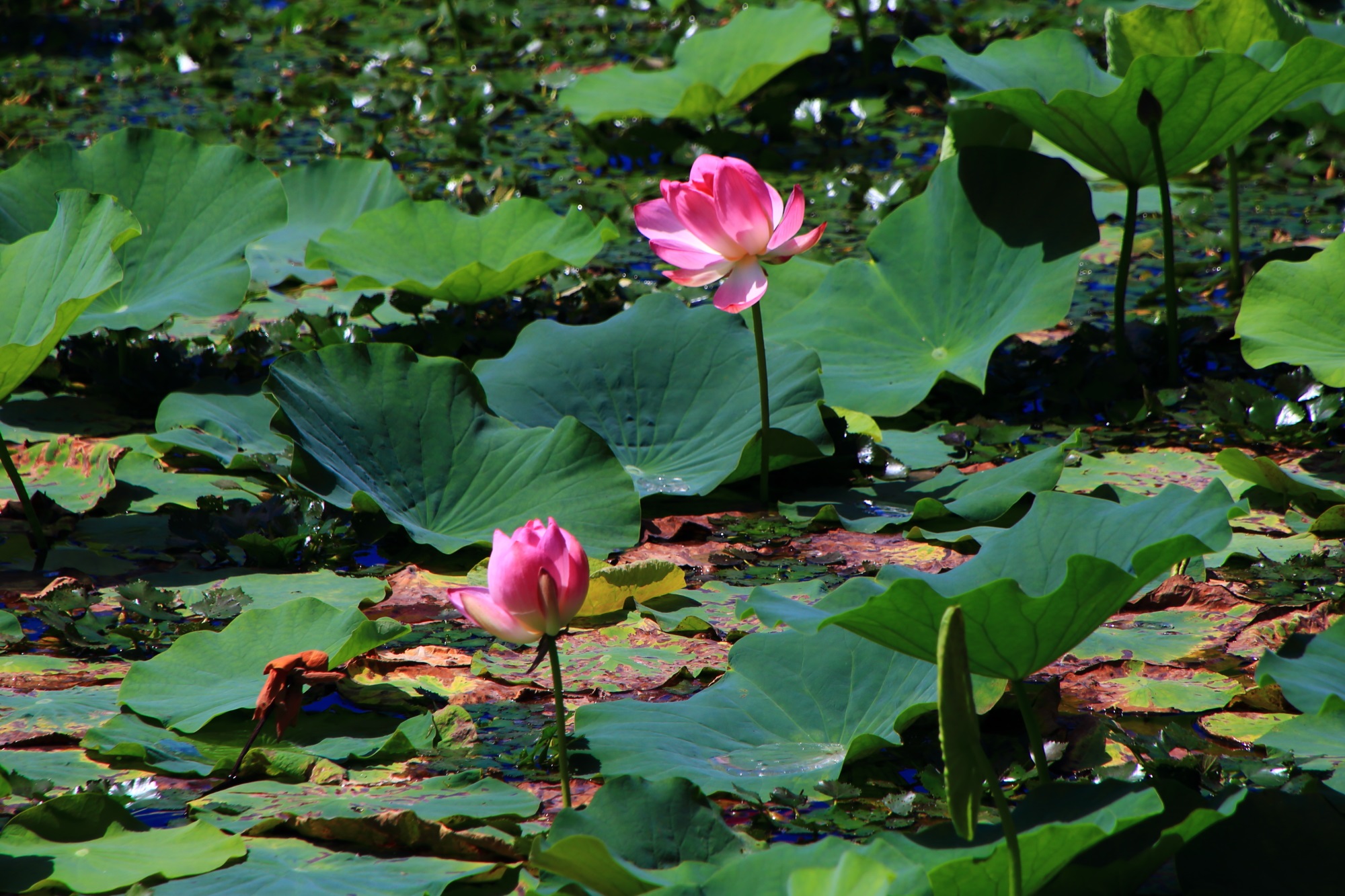 鉢植えの蓮とは当然ながら雰囲気がかなり異なる大覚寺の大沢池の自然の蓮