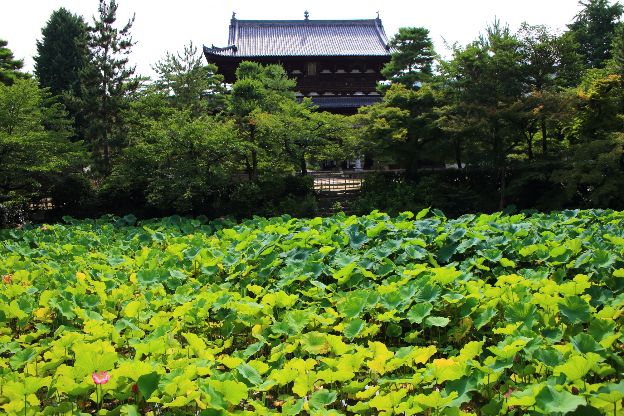 蓮の葉の緑が溢れる萬福寺の放生池と三門 