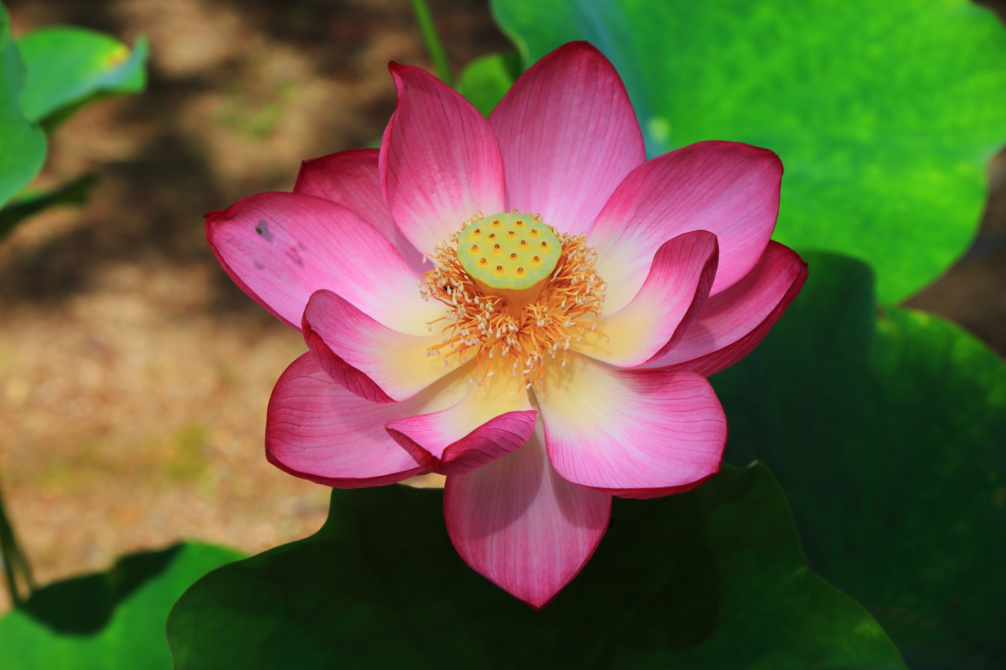 緑の葉に映える萬福寺の鮮やかな濃いピンクの蓮の花