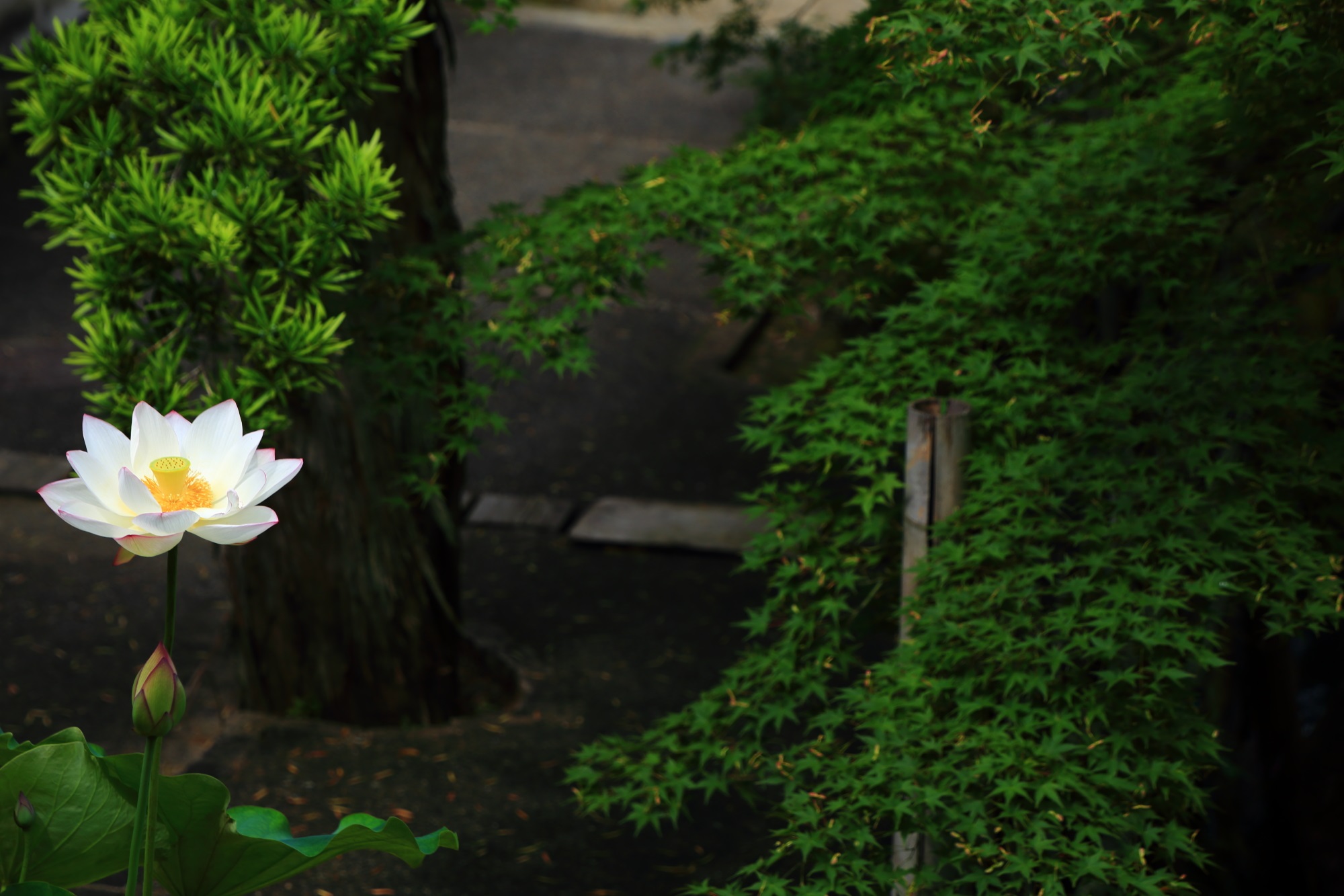 萬福寺の天王殿前の深い緑の青もみじと華やかな白い蓮の花