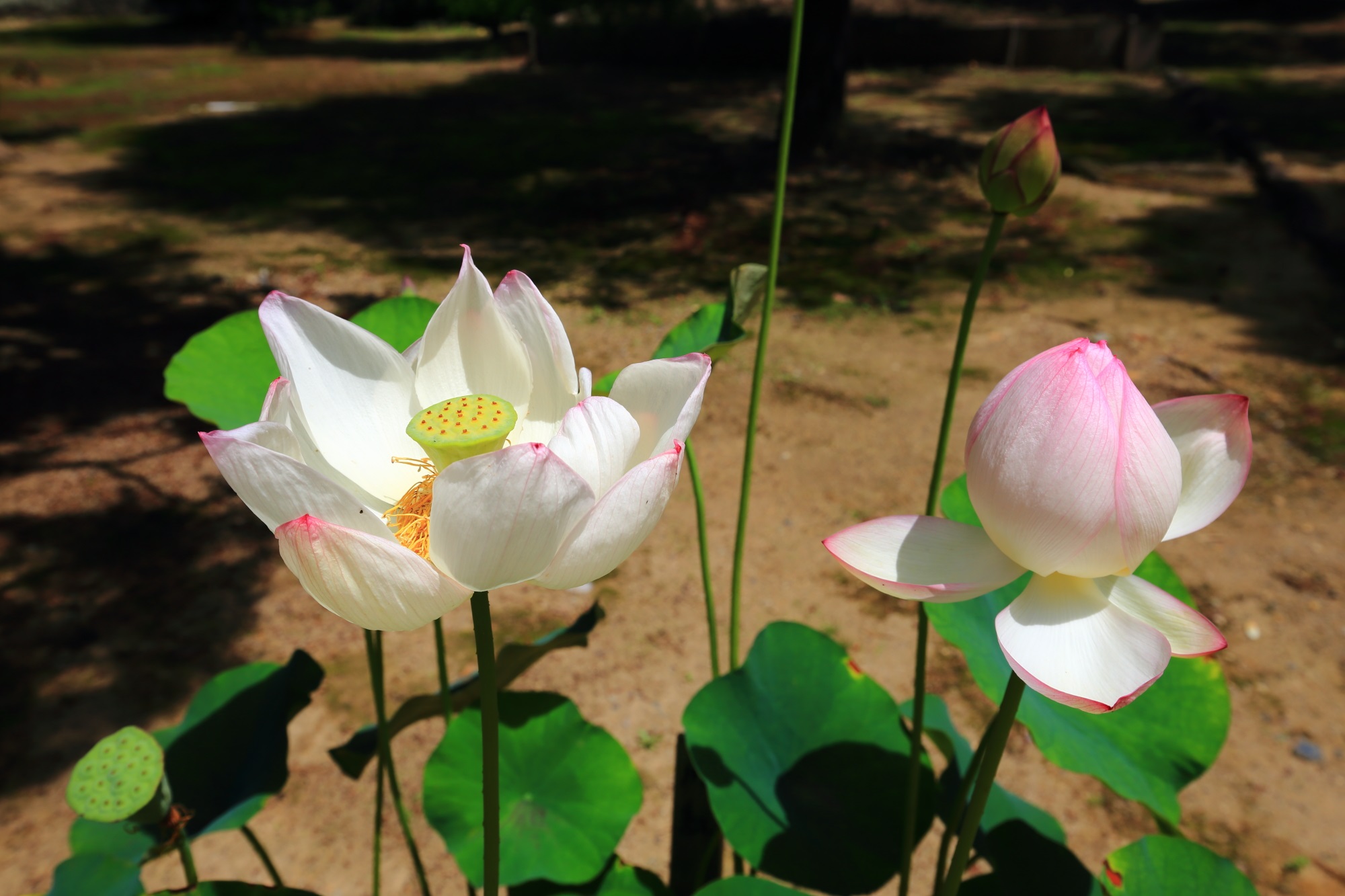 色とりどりの蓮の花につつまれる夏の萬福寺
