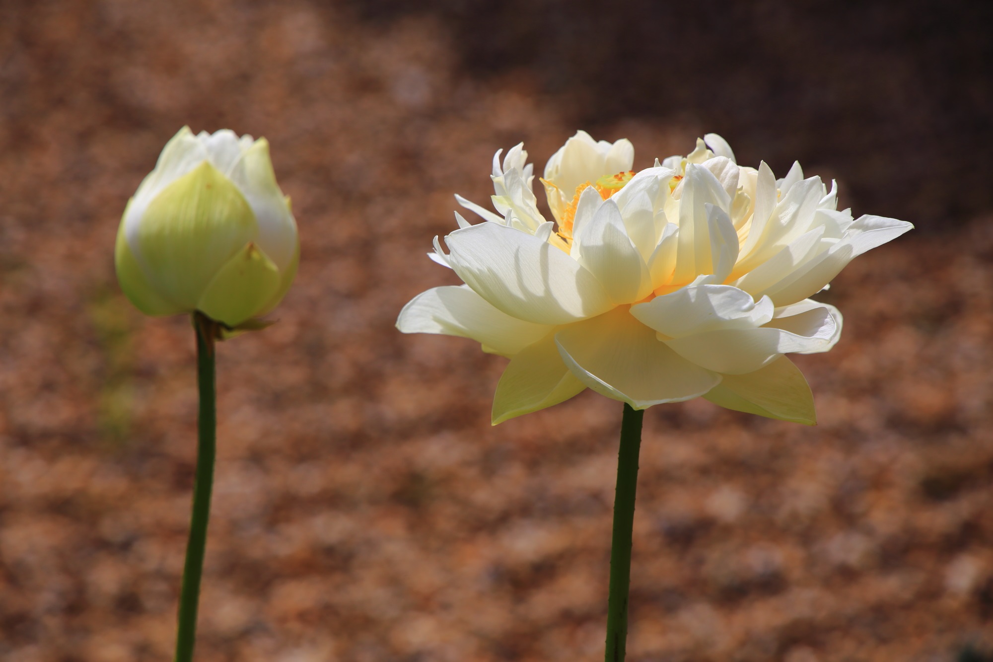 萬福寺の砂の文様を背景にした煌く白い蓮の花と蕾