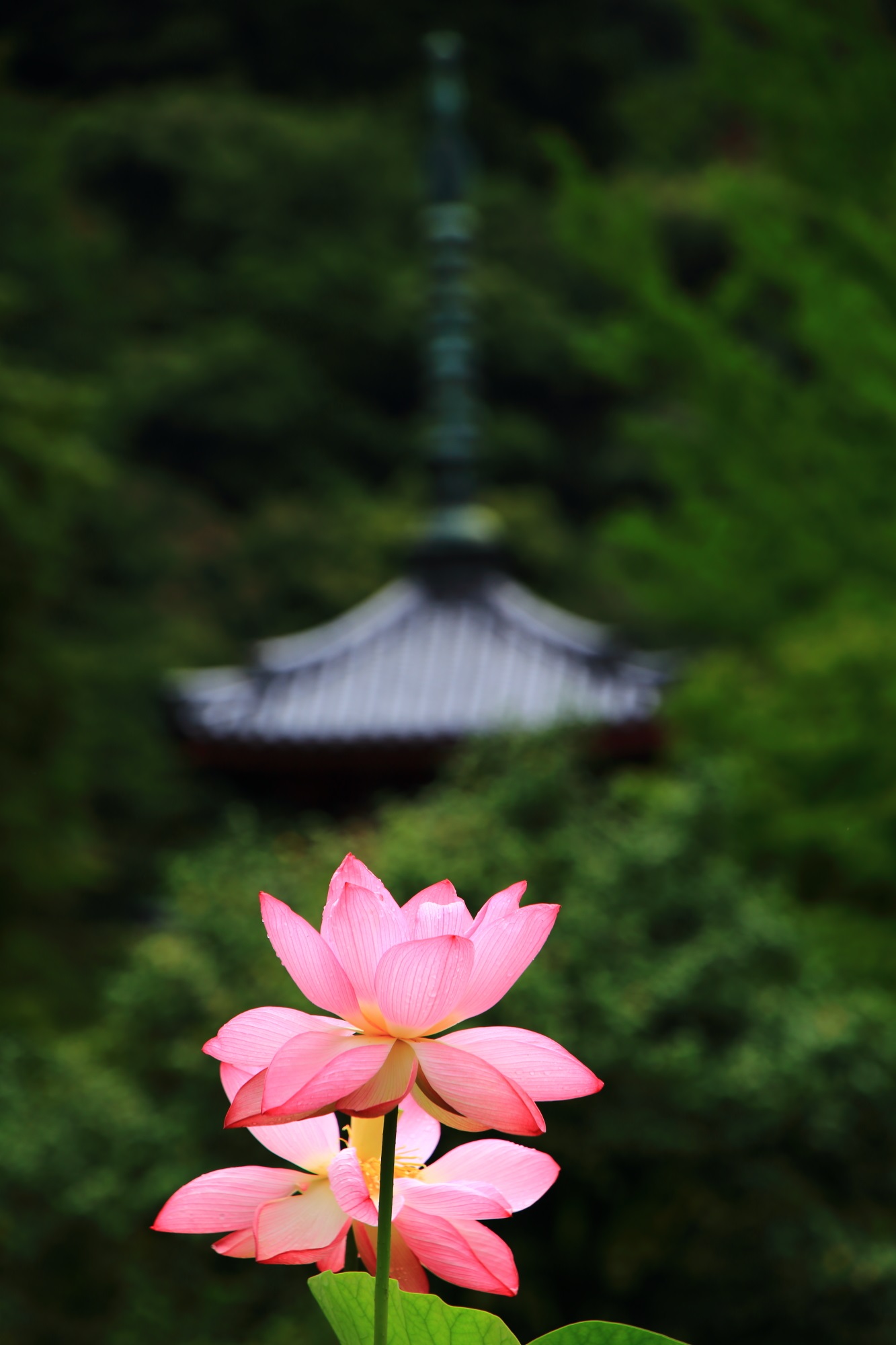 三室戸寺の三重塔を背景にした華やかなピンクの蓮の花