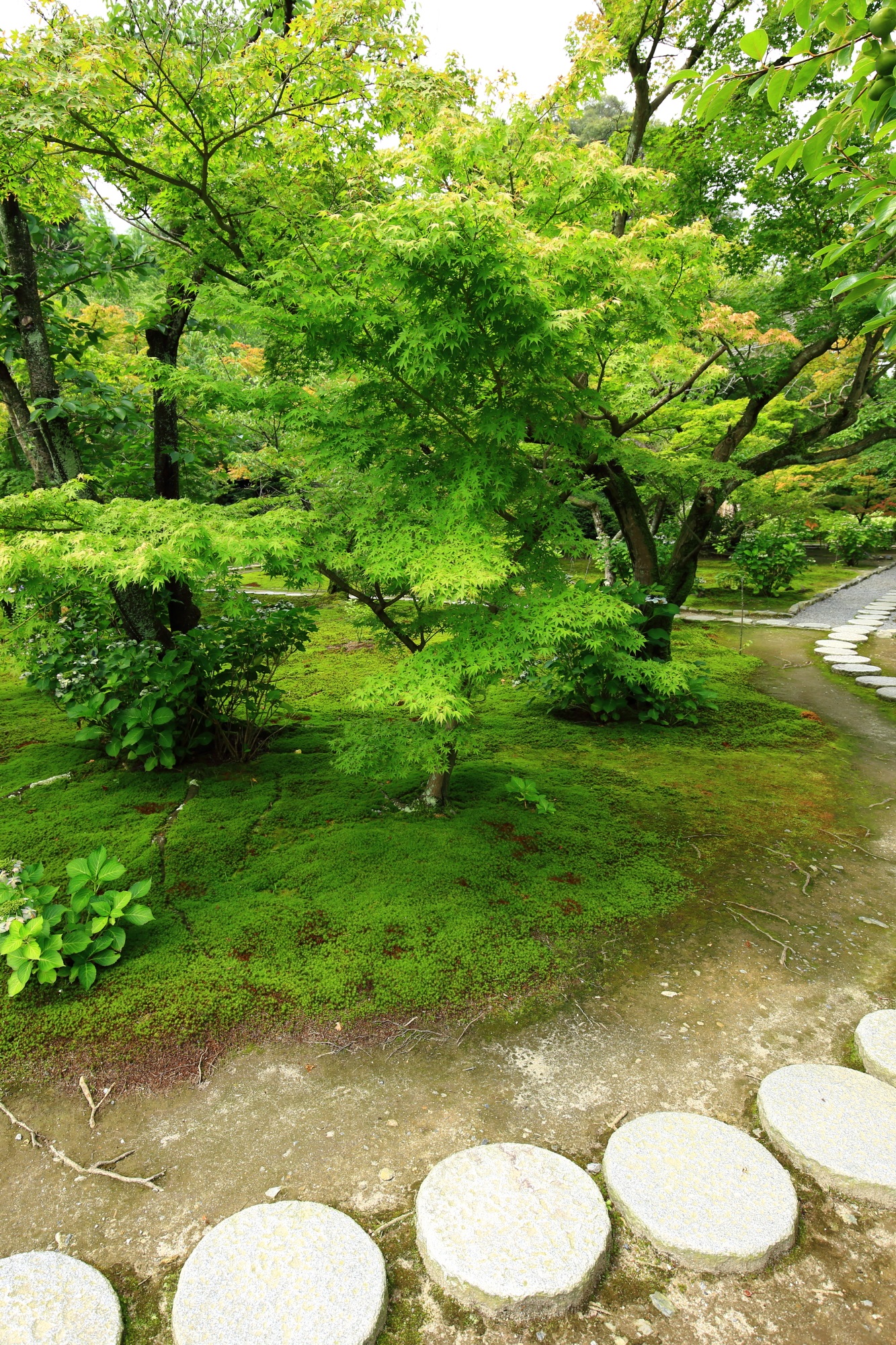 青もみじと苔に彩られる夏の勧修寺の庭園