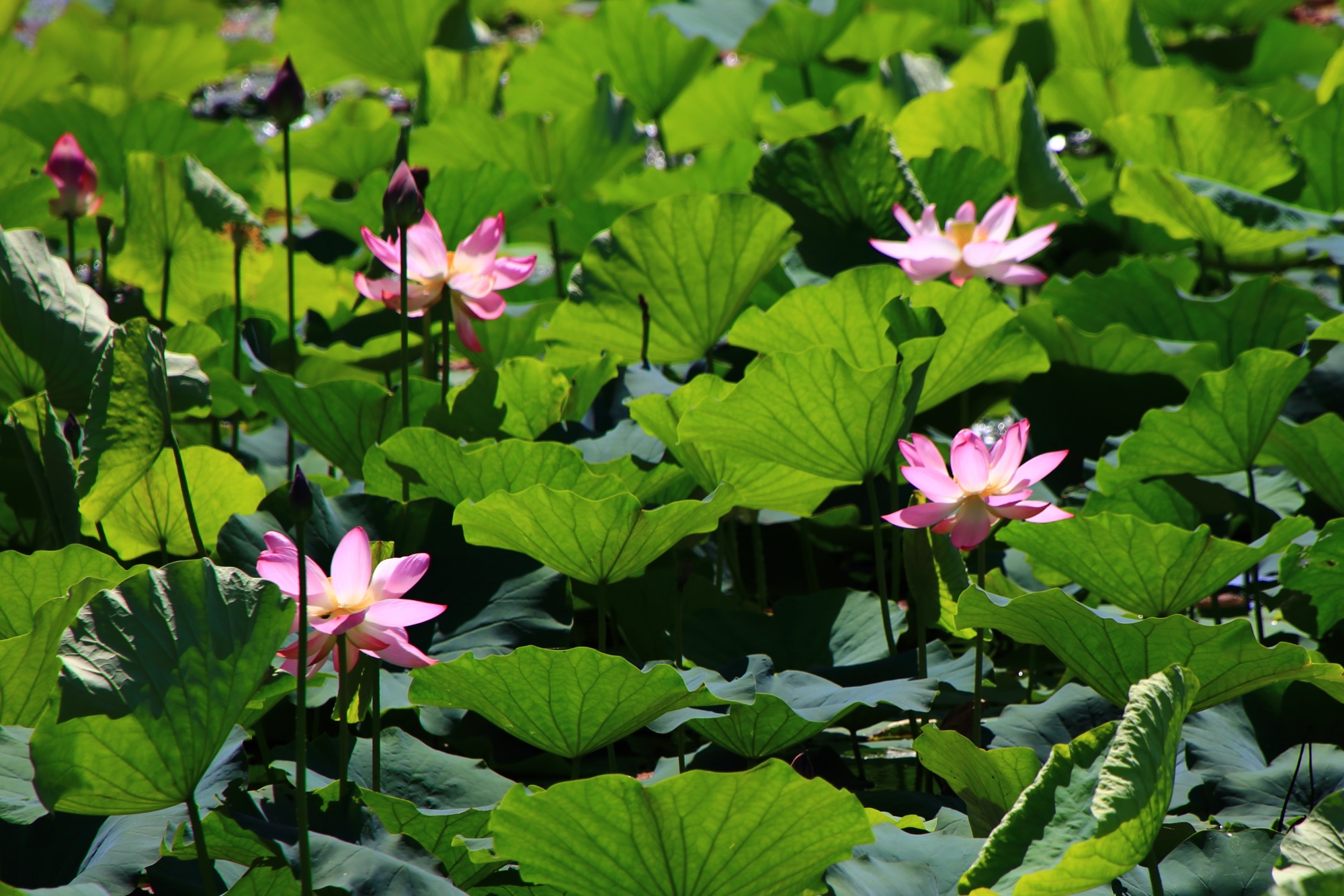 大覚寺の夏の太陽の下で輝く蓮の花と蓮の葉