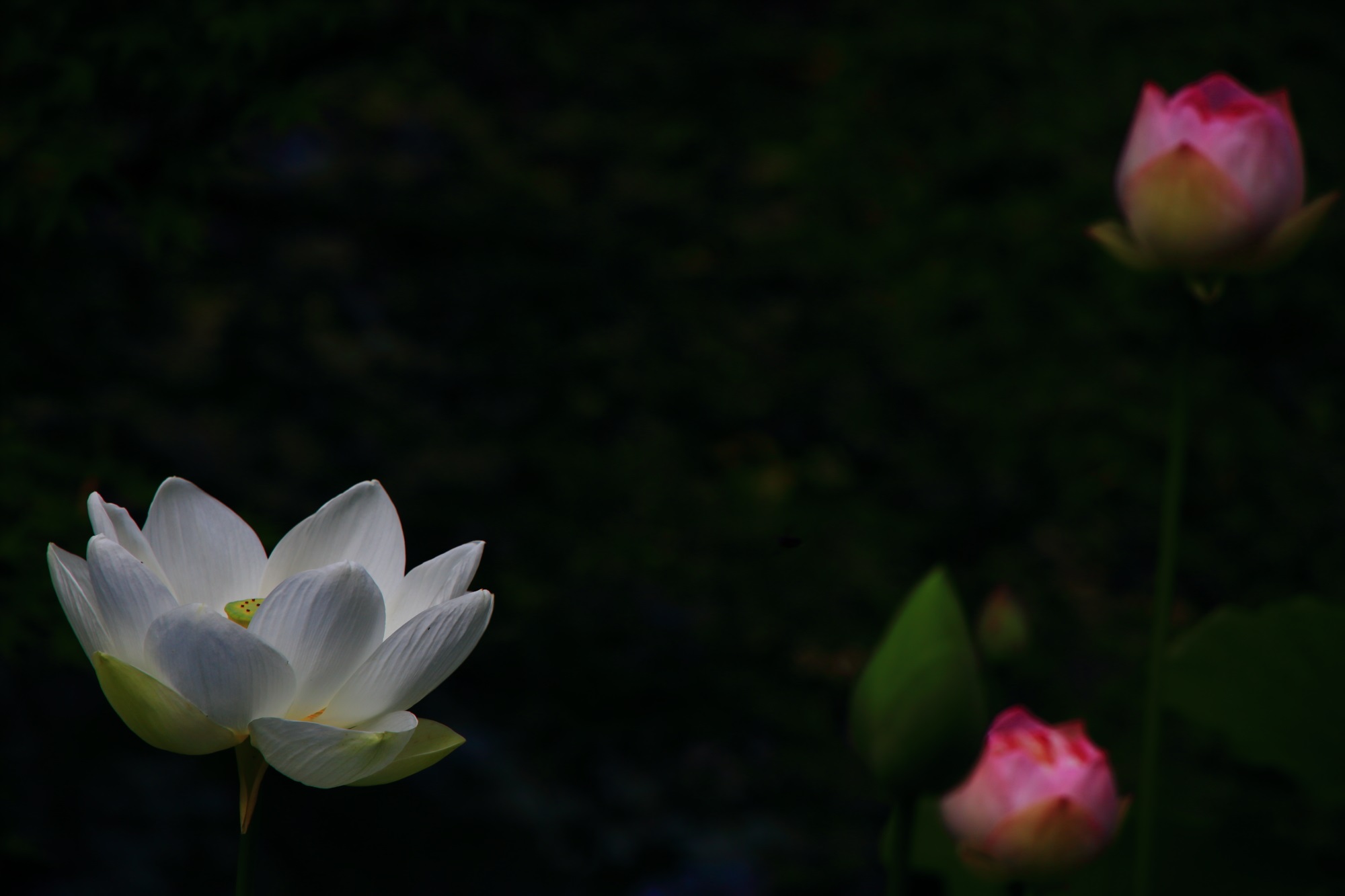 萬福寺の暗闇の中で光るような紅白の蓮の花