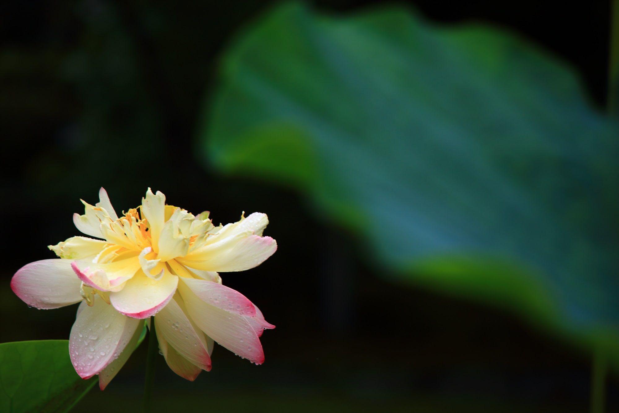 三室戸寺の深い緑の葉を背景にした風情ある蓮の花