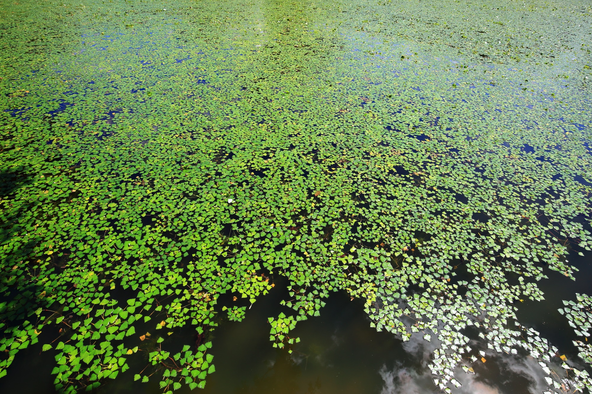 大沢池の大沢池を覆う眩い緑の浮き草