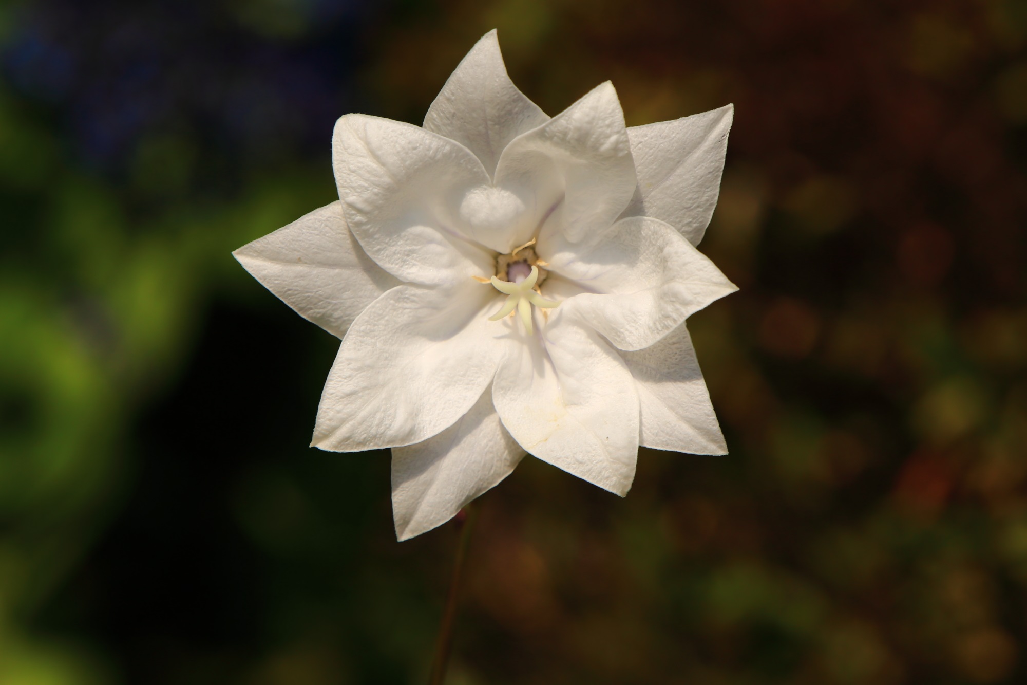 天得院の花の造りが異なる白い桔梗の花