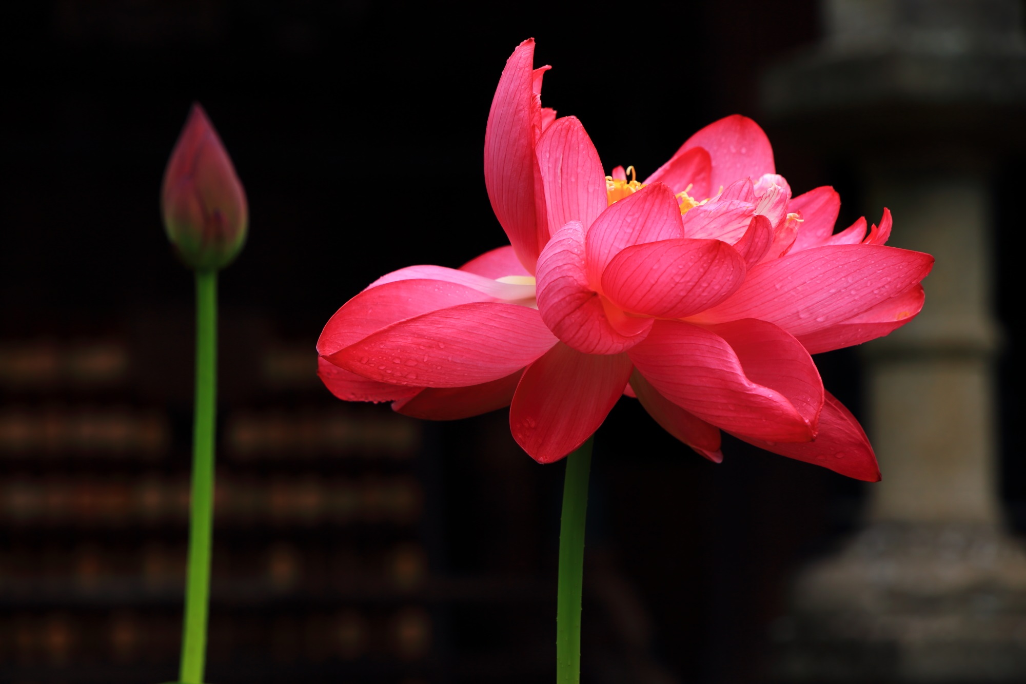 伽藍や灯籠を背景に艶やかに咲き誇る三室戸寺蓮の花