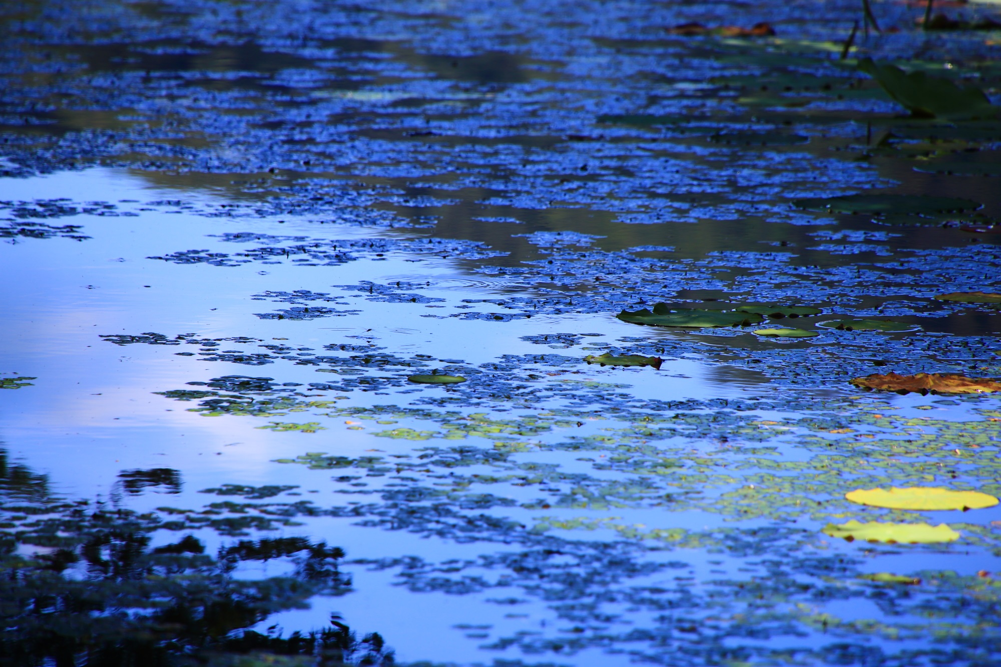大覚寺大沢池の青空に染まる浮き草や水面
