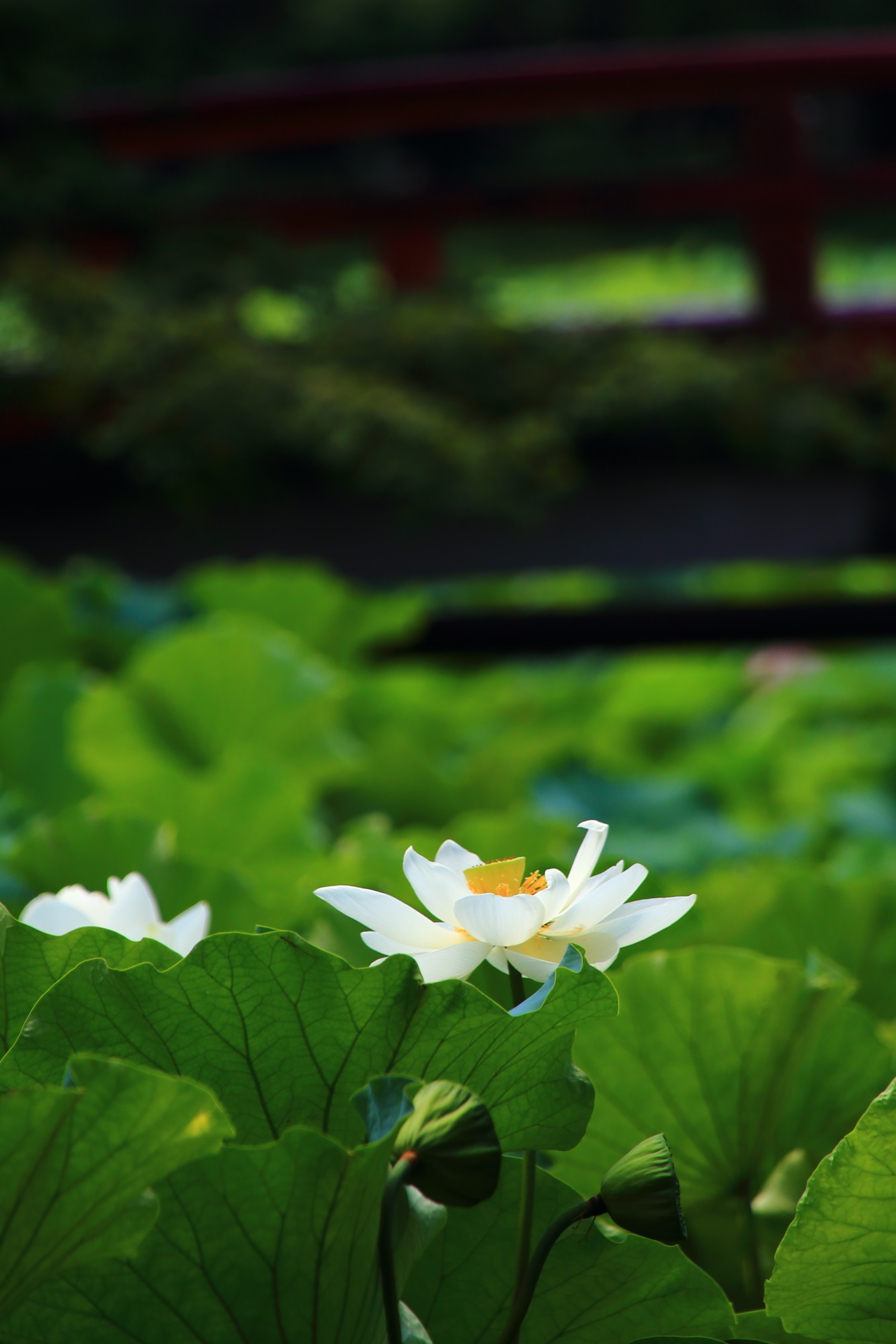 大覚寺の緑の葉の上で揺らめくほのかに輝く白い蓮の花