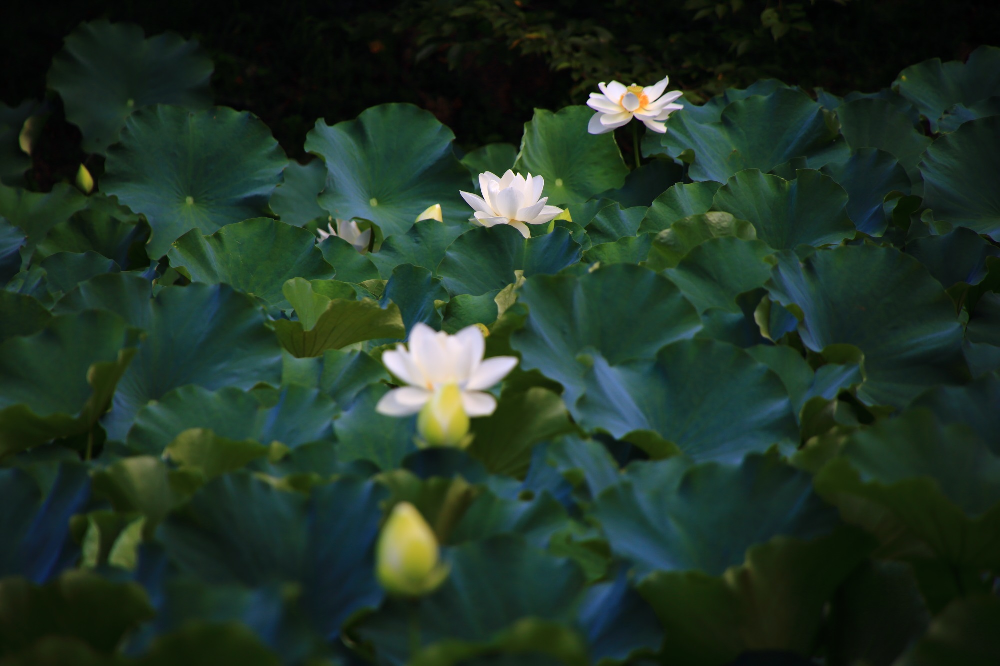 綺麗に整列する大沢池の白い蓮の花