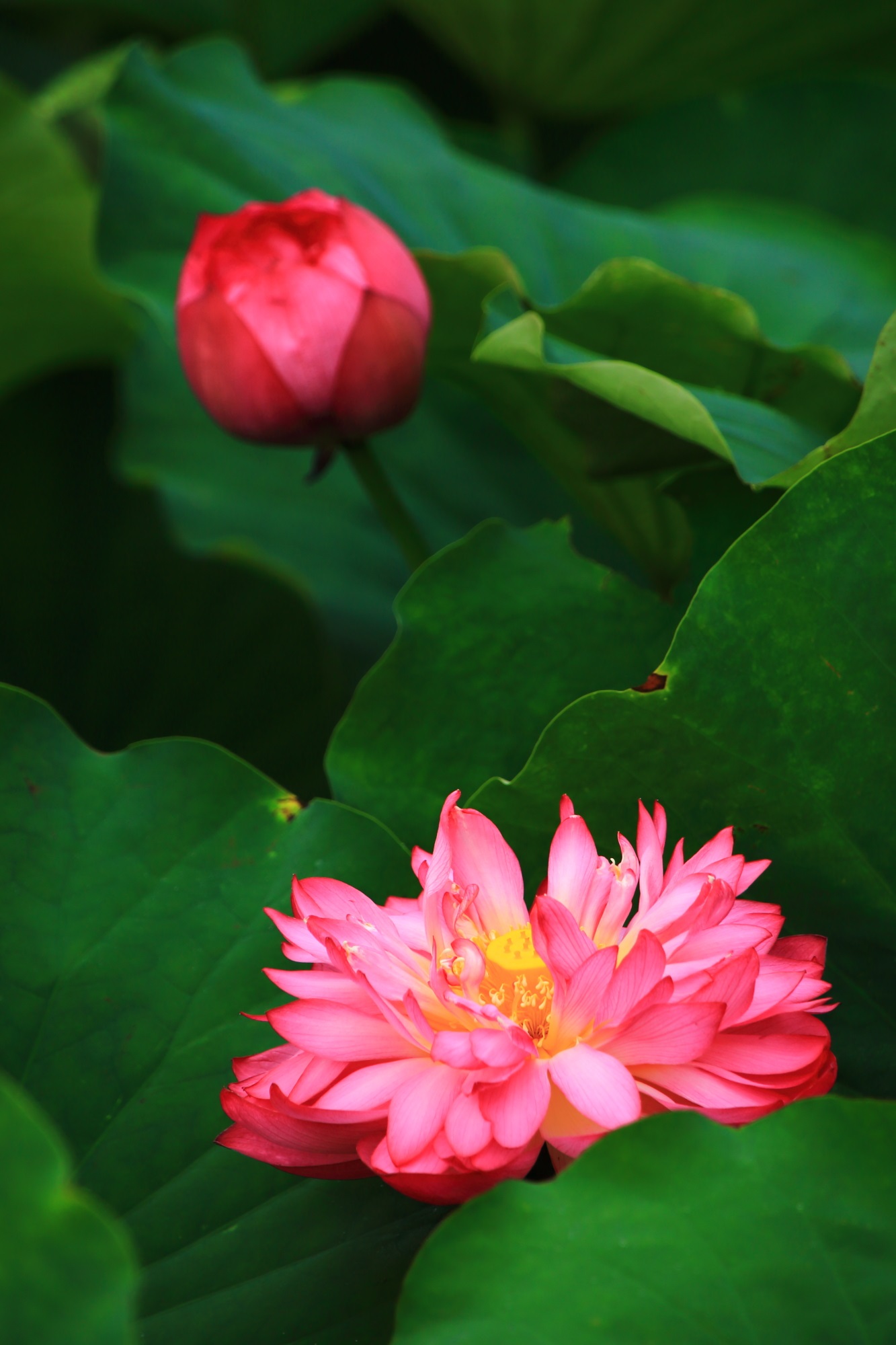 東寺の見ごろの美しい蓮（はす）の花