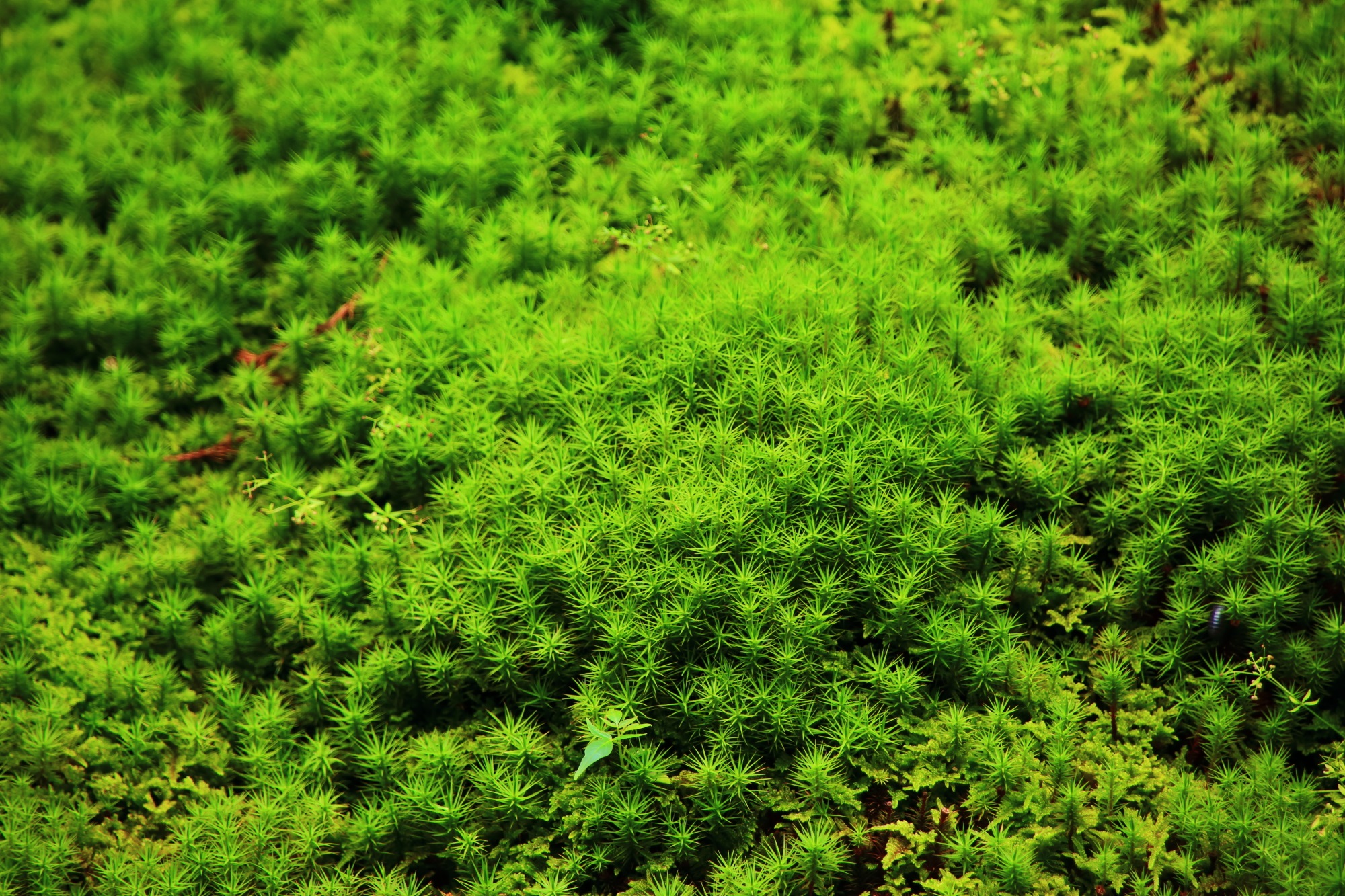 廬山寺の源氏庭の見事な柔らかそうな緑の苔