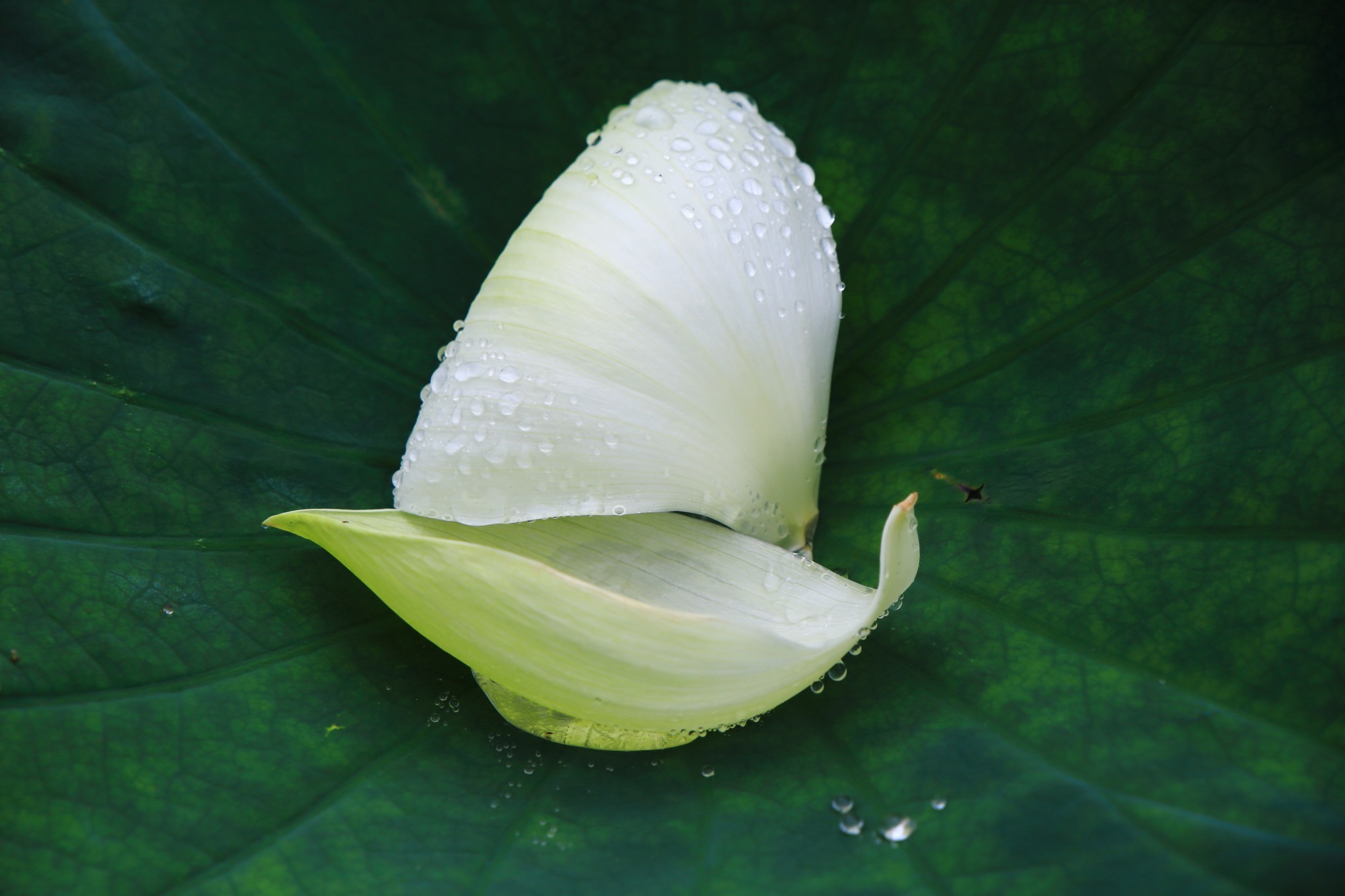 水滴とともに葉に散ったハスの白い蓮の花びら