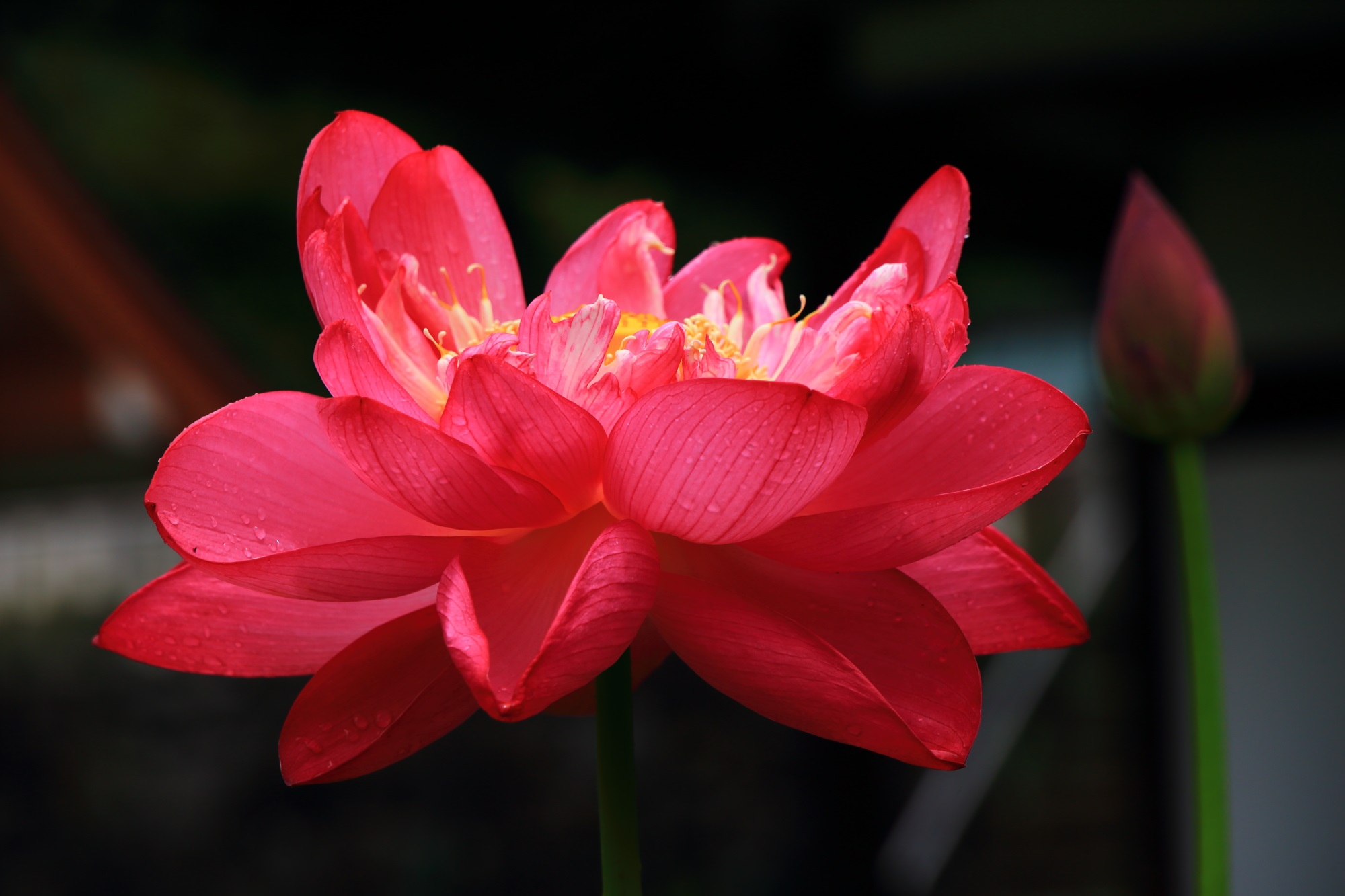 三室戸寺の目を引くような鮮烈な赤さの蓮の花