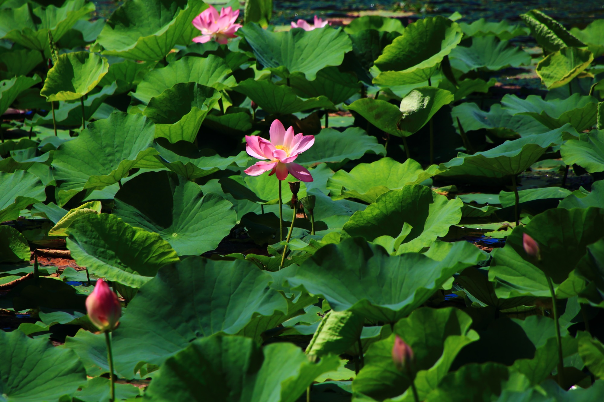 咲いている花は綺麗なパラパラ咲きの大覚寺の大沢池のはす