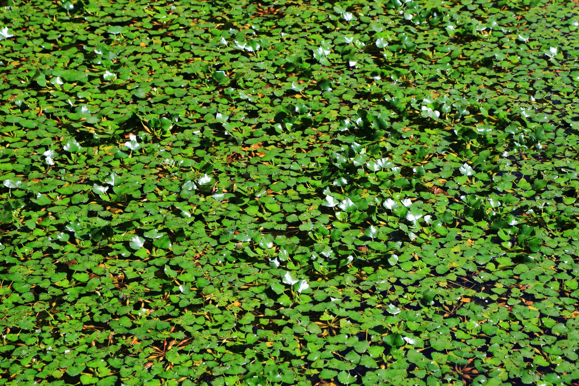 夏の太陽の下で煌く大沢池の鮮やかな緑の水草