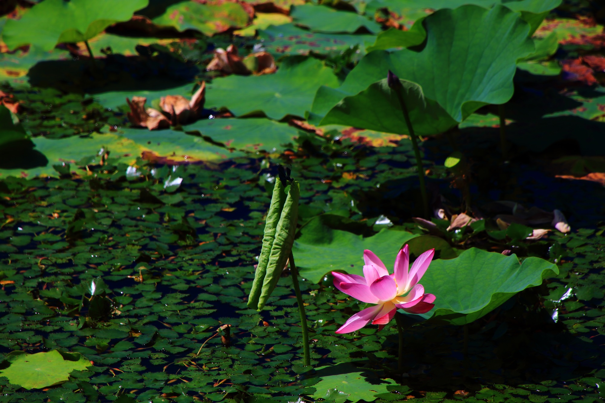 大覚寺の大沢池の絵になる鮮やかな濃いピンクの蓮の花