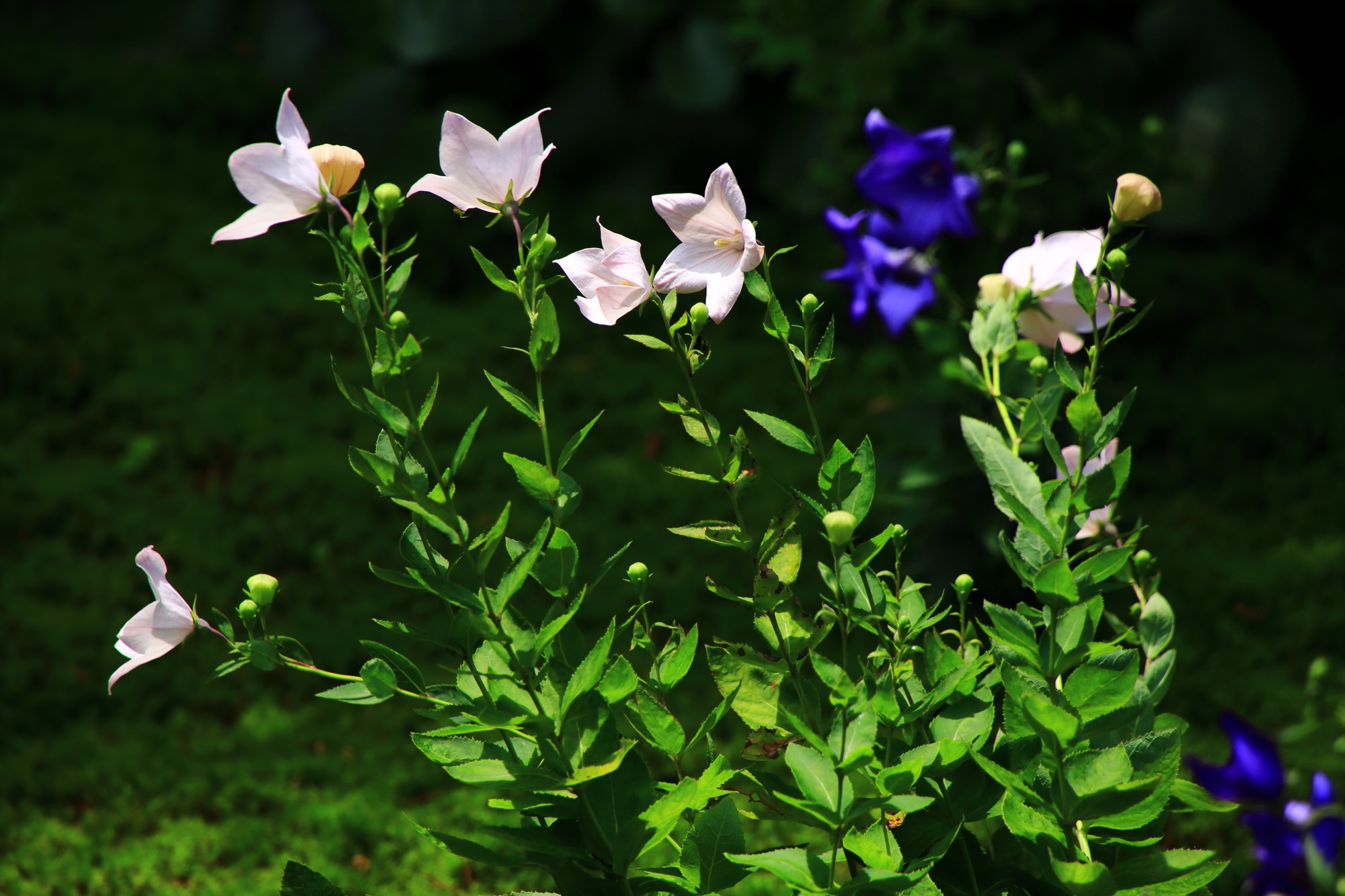 東福寺天得院の輝くような爽やかな白い桔梗の花