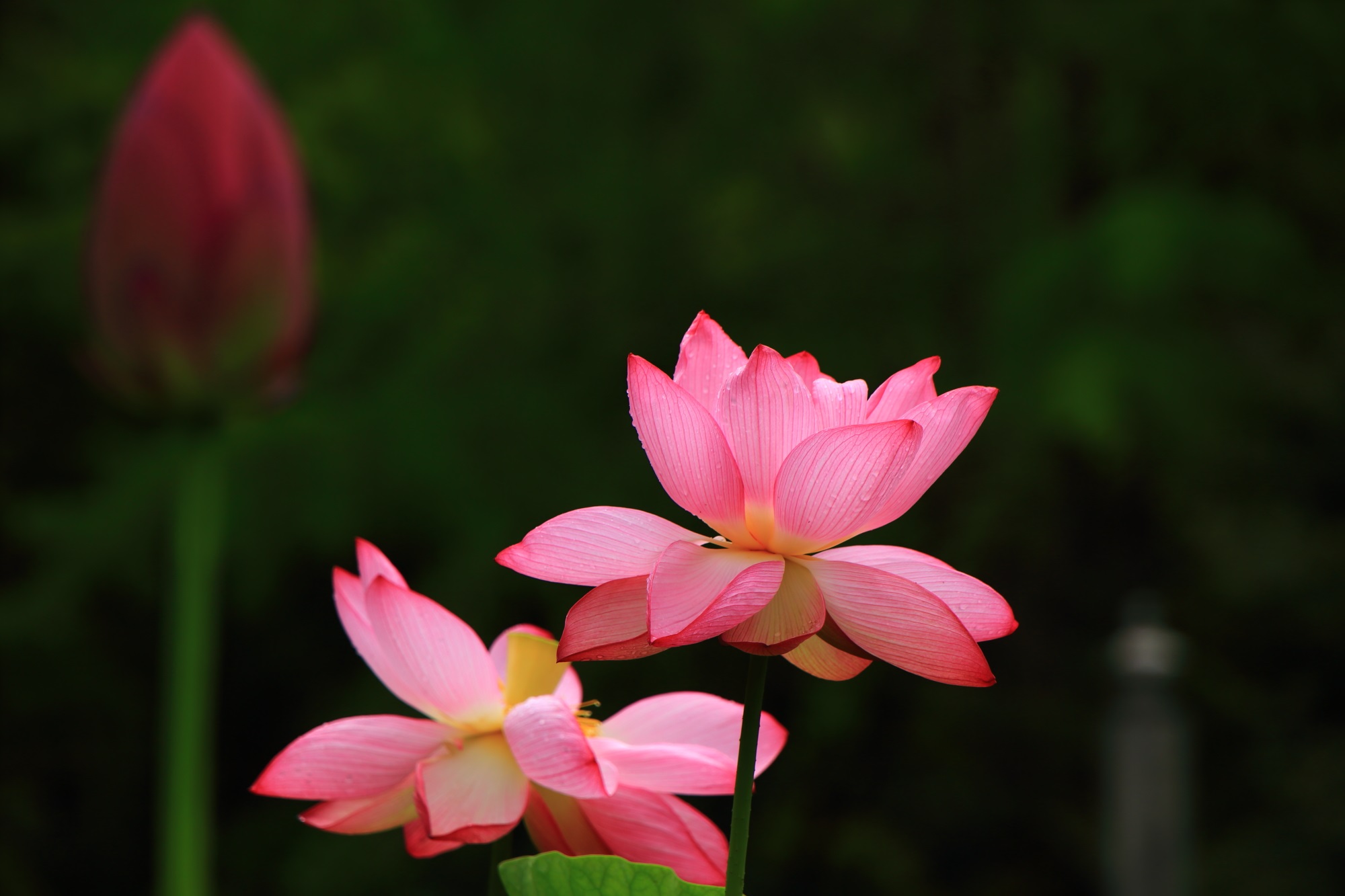 暗闇で浮かび上がるような三室戸寺のピンクの蓮の花