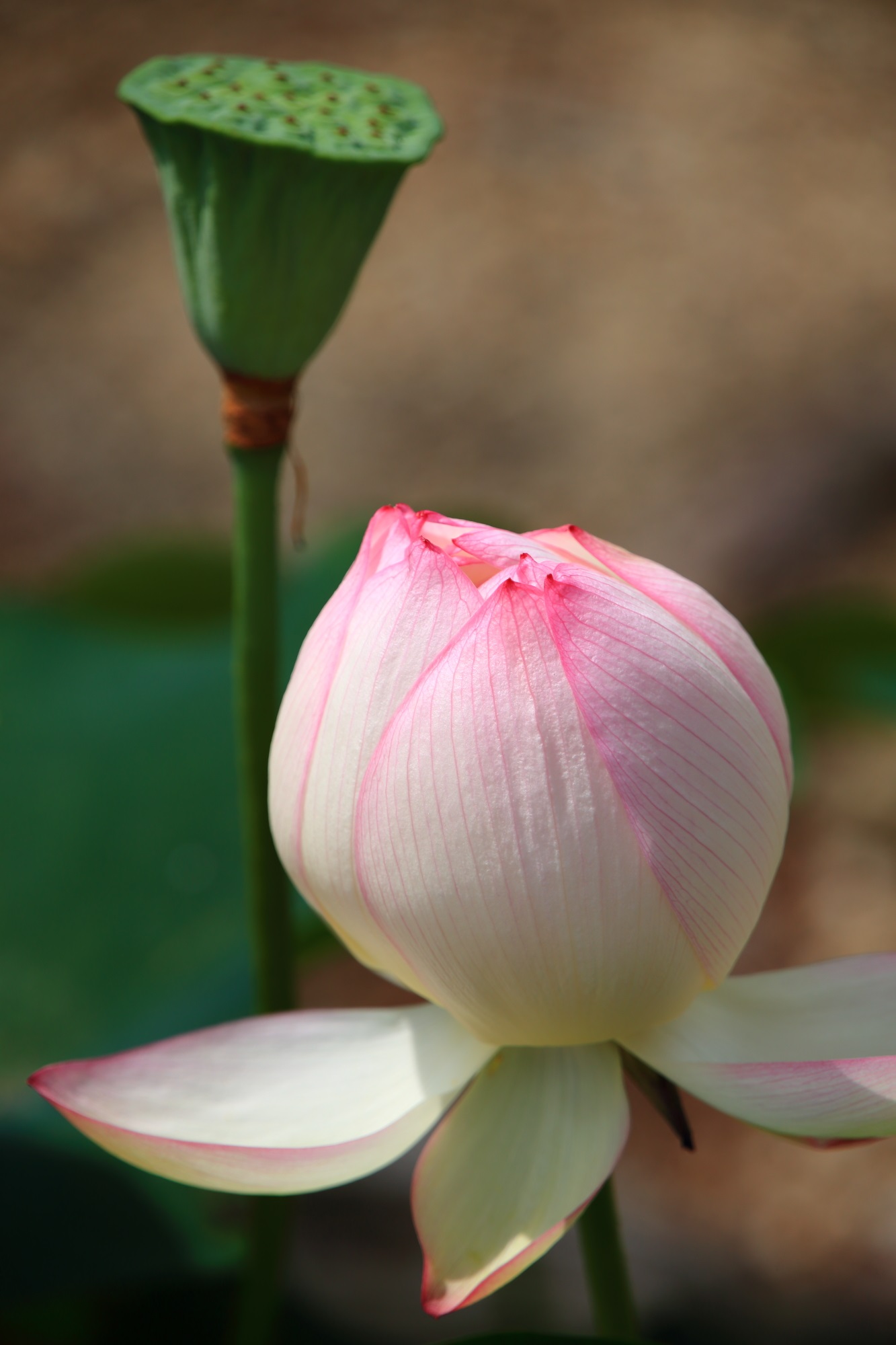 萬福寺の天王殿前の絶妙な色合いの桃みたいな蓮の花