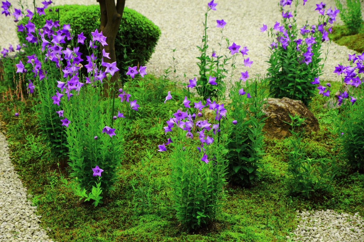 廬山寺 桔梗 初夏を彩る艶やかな紫と美しい緑 | 京都もよう KYOTO MOYOU
