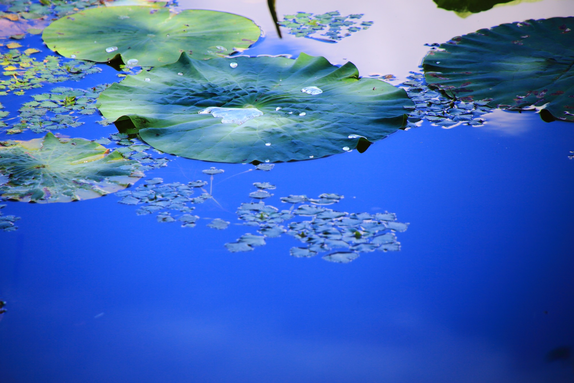 大沢池の青空に彩られた水面と蓮の葉