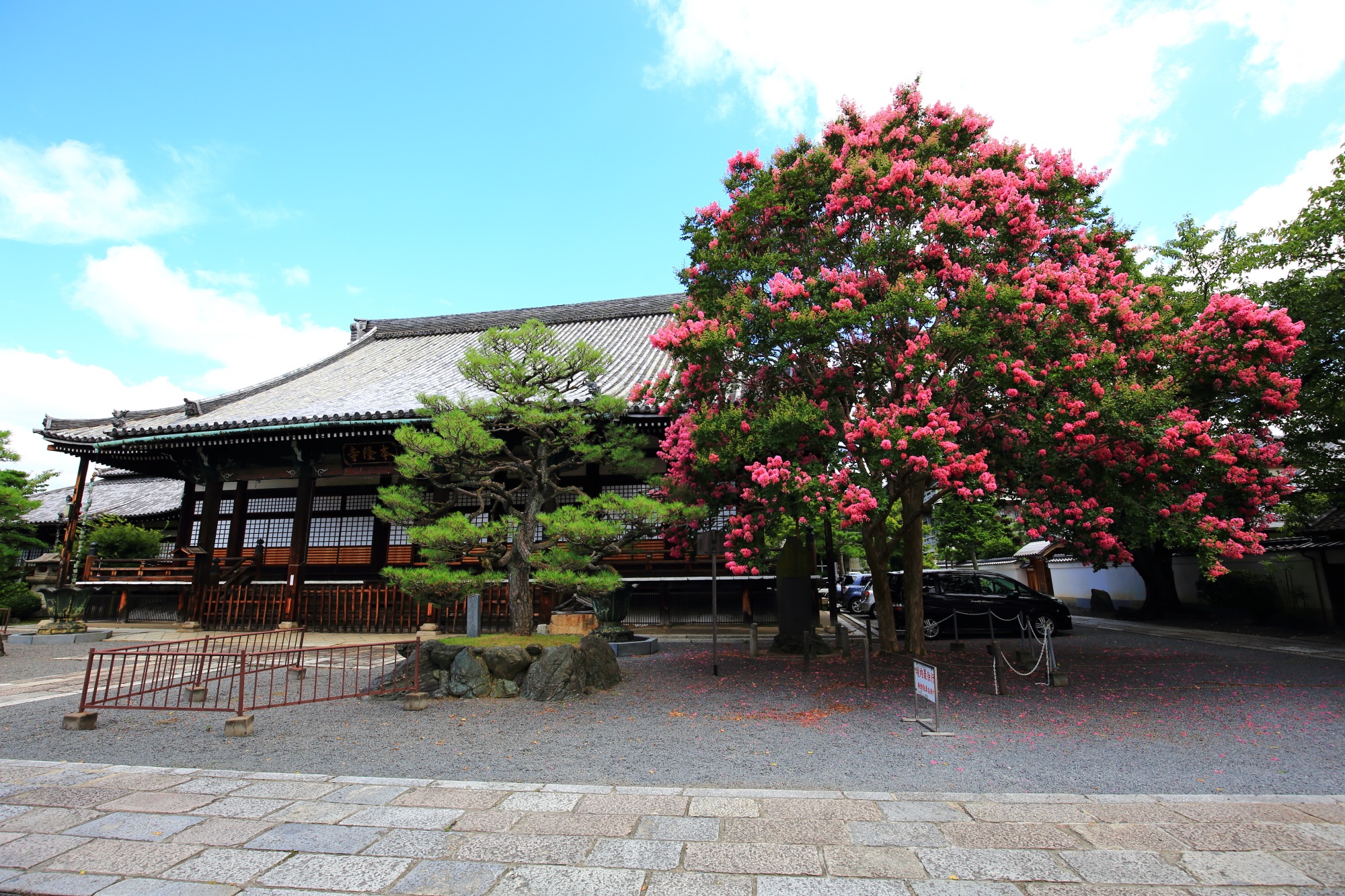本隆寺の雄大な本堂に引けを取らない見事な百日紅の木
