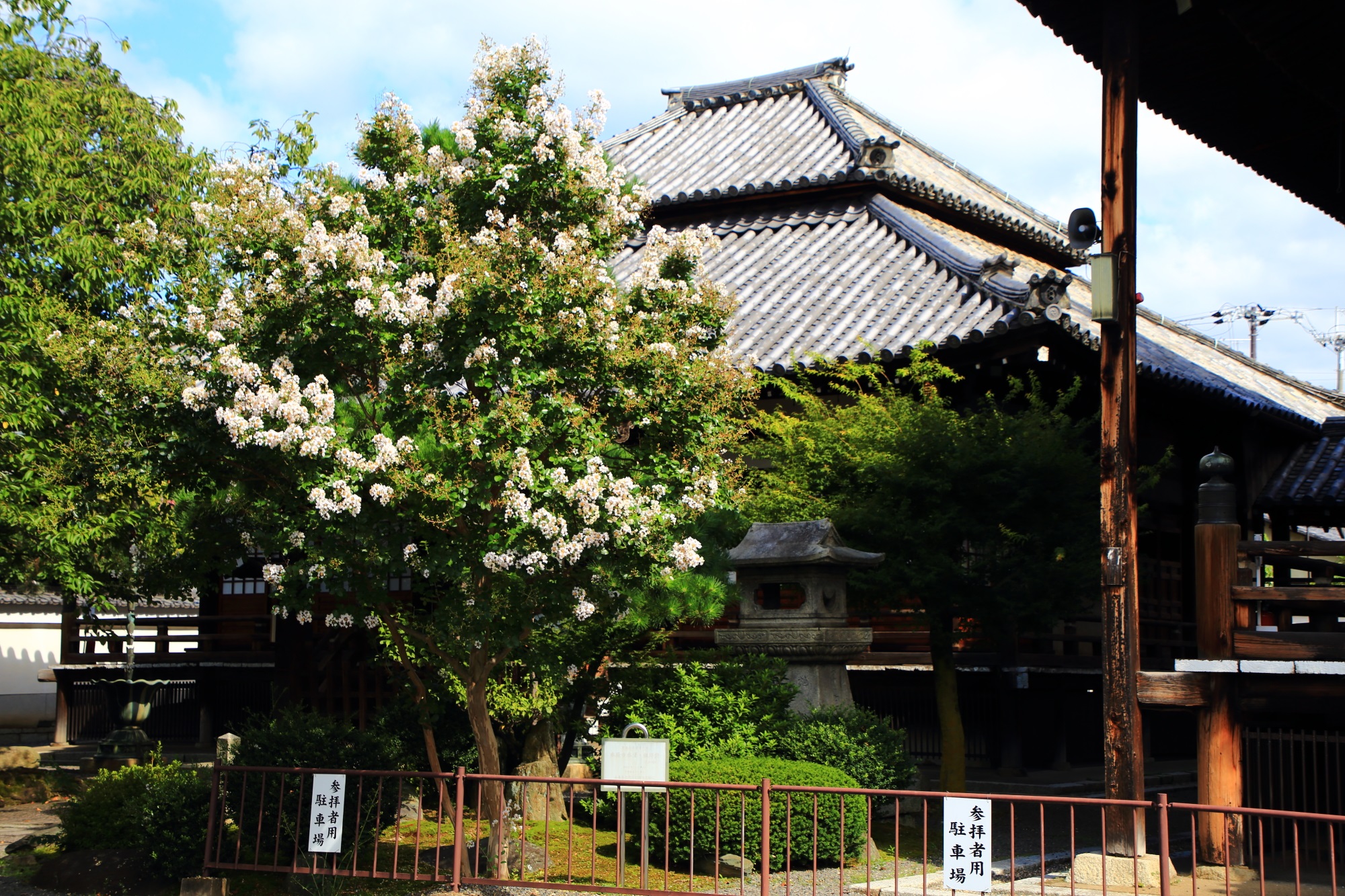 本隆寺の本堂にむかって左側の白い百日紅