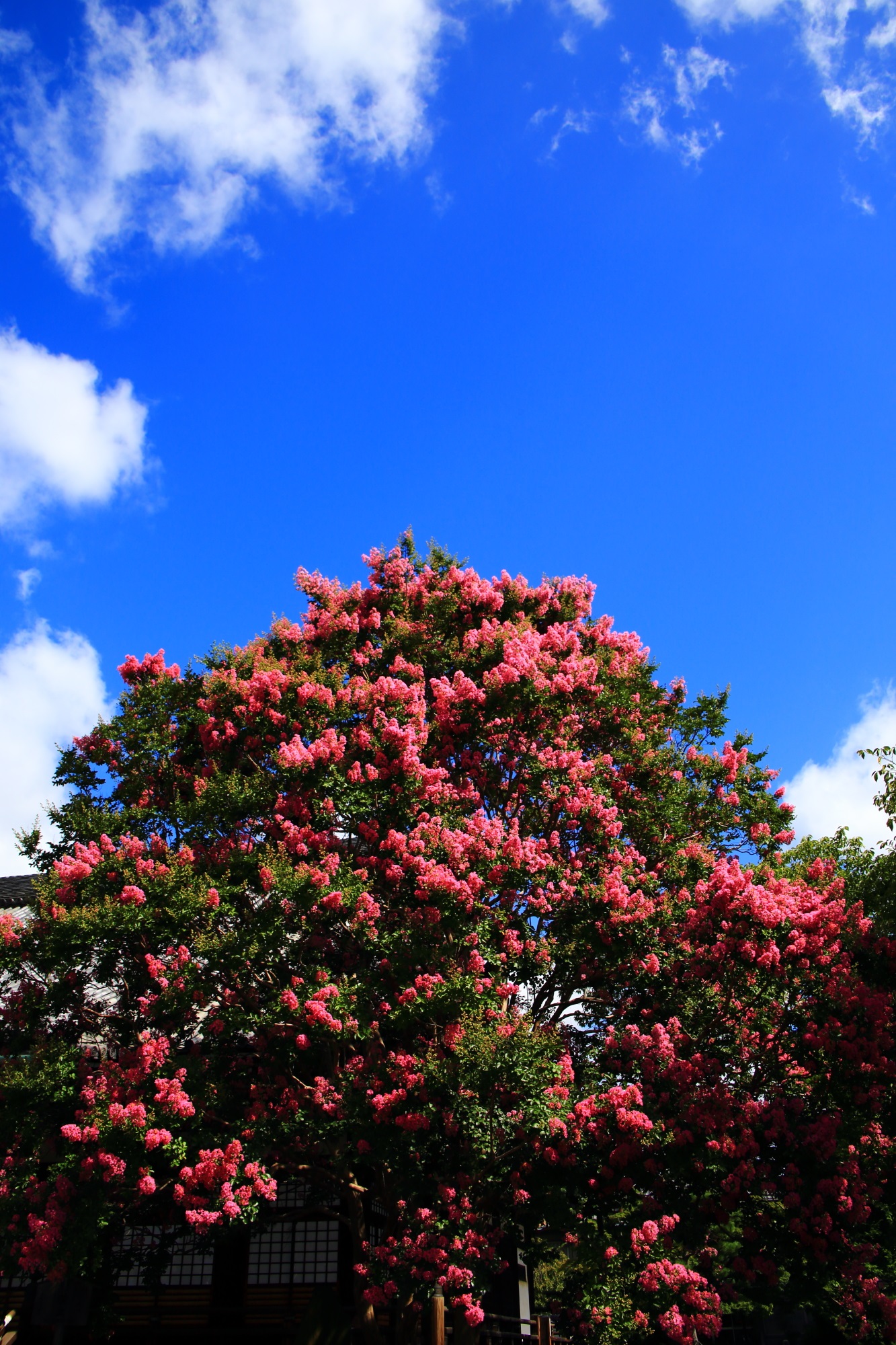 夏の青空を鮮やかなピンクに染める絶品の百日紅