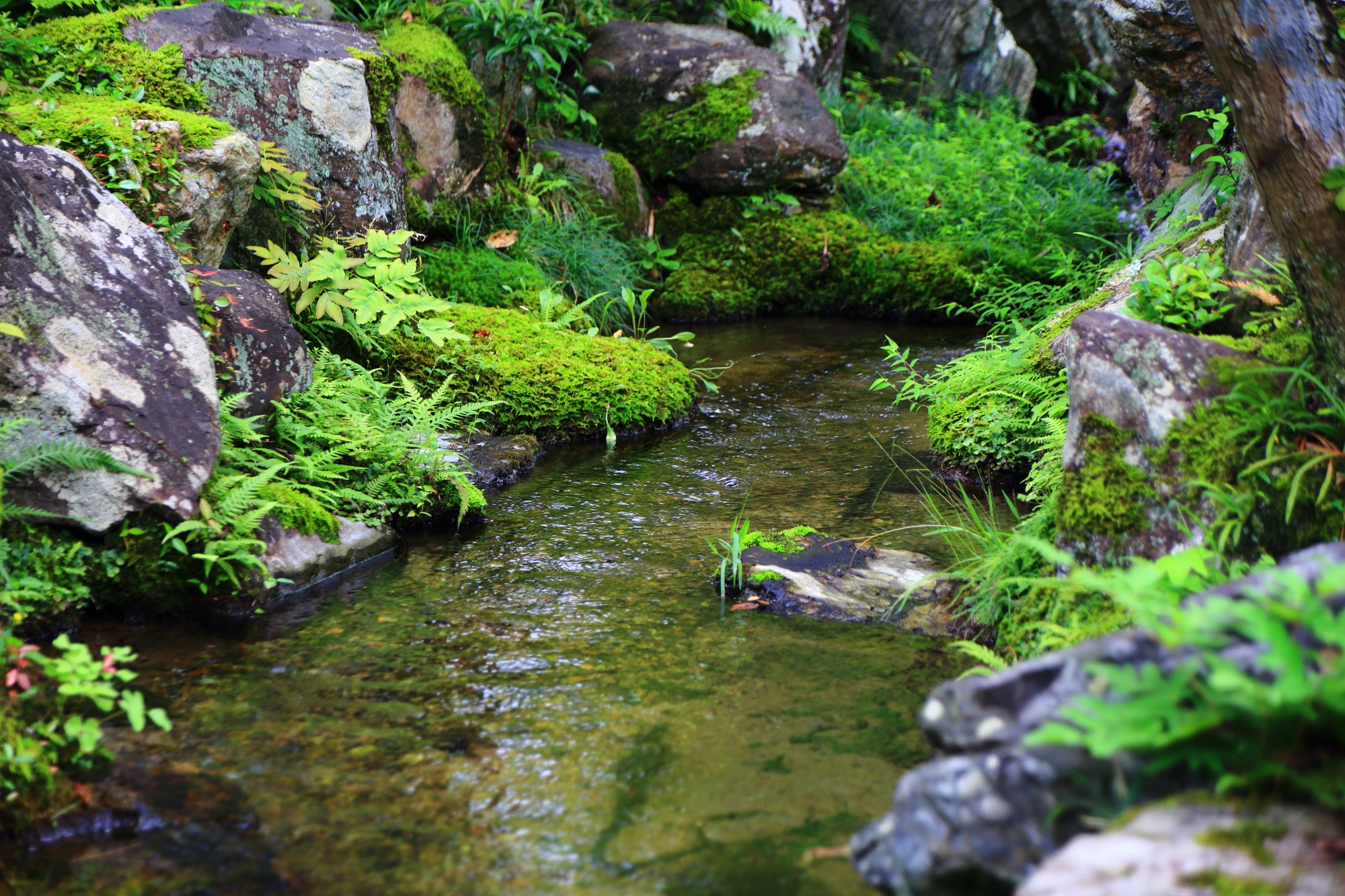 南禅寺大寧軒の池と苔と石