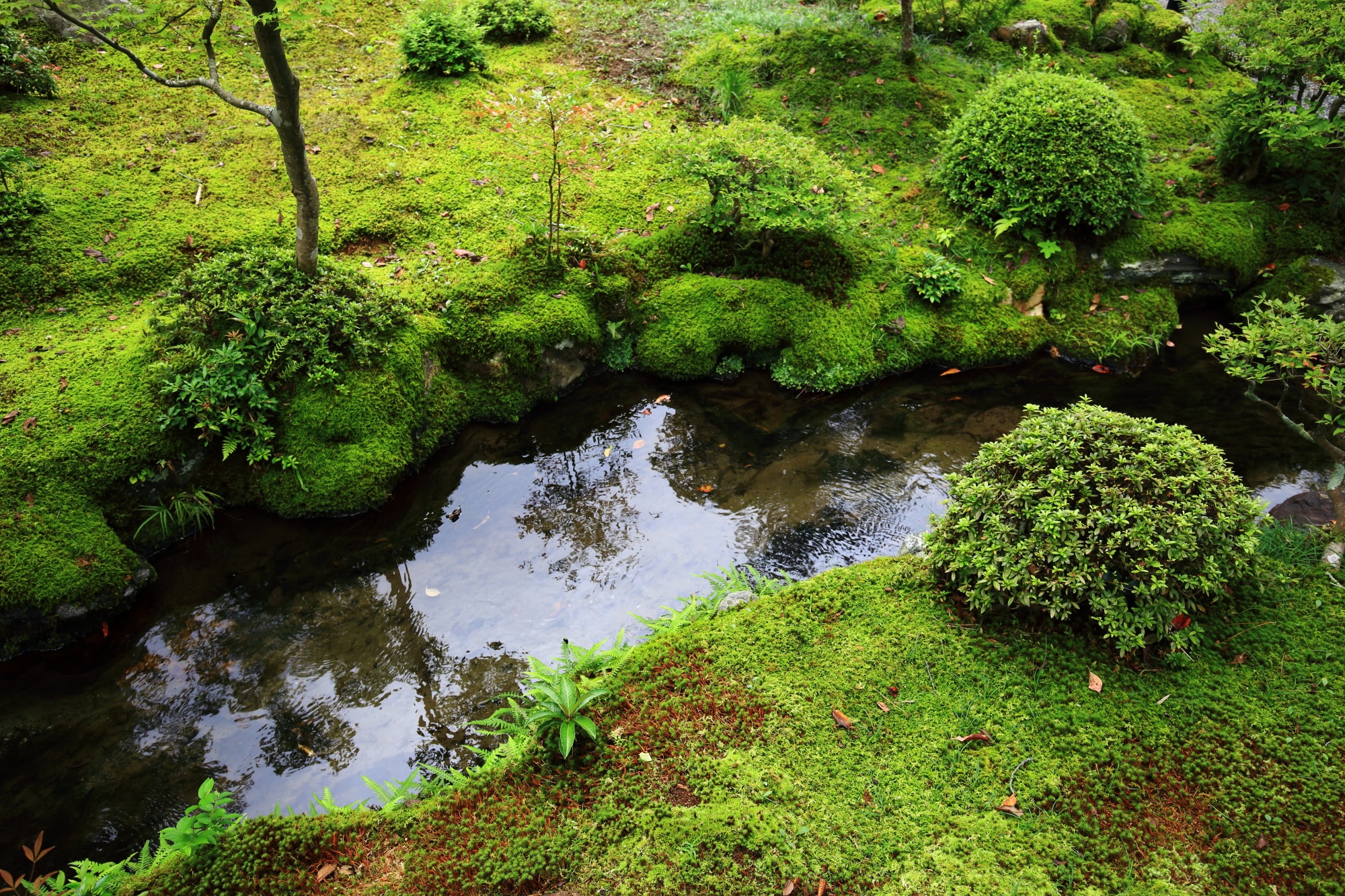 南禅寺大寧軒の池と美しい苔と緑