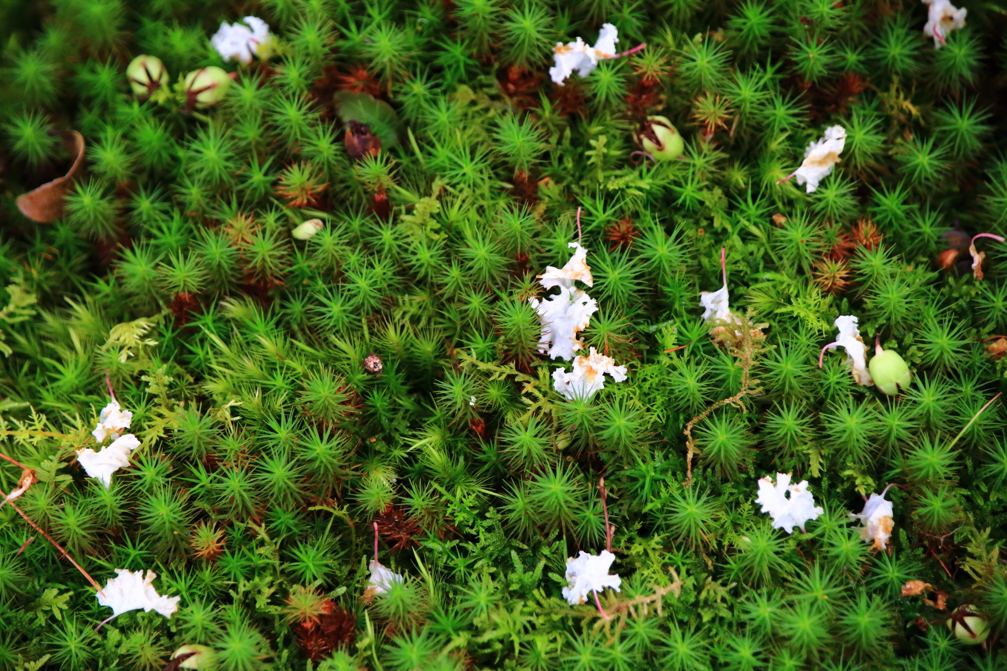 南禅寺大寧軒の苔とサルスベリの花