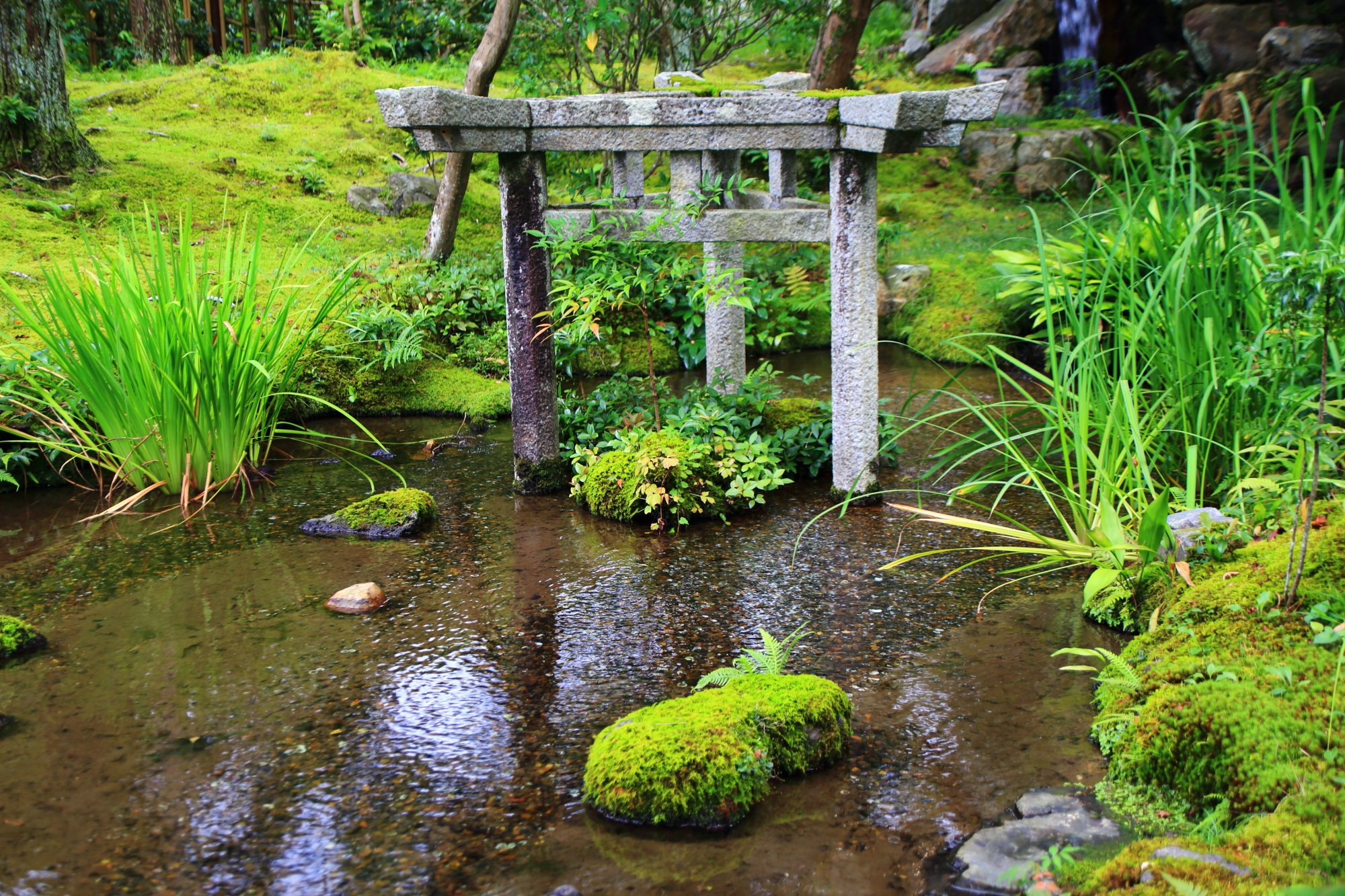 南禅寺 大寧軒 苔と青もみじ 三柱鳥居と水と緑の庭園