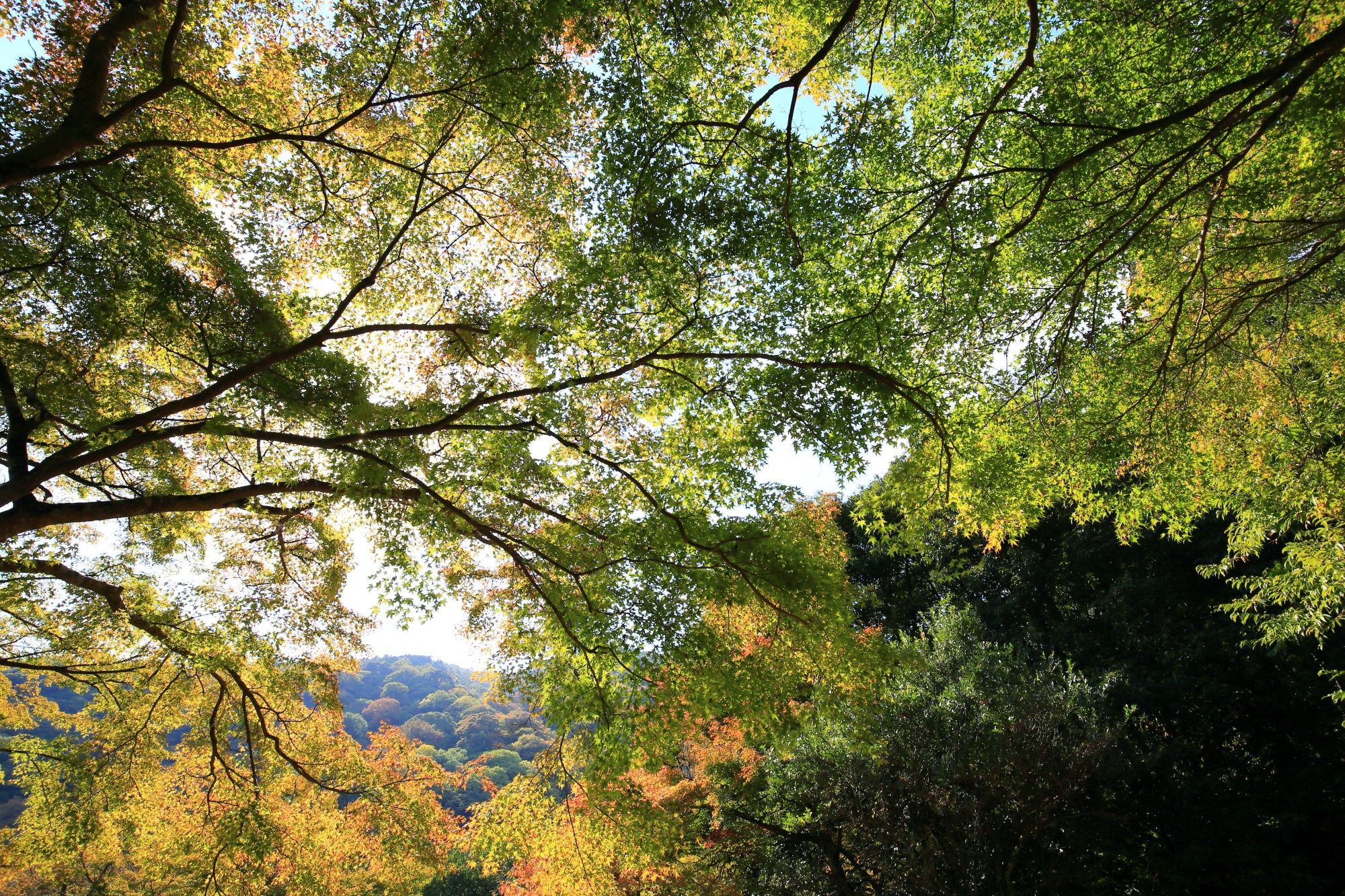 嵐山公園 亀山地区の青もみじと嵐山
