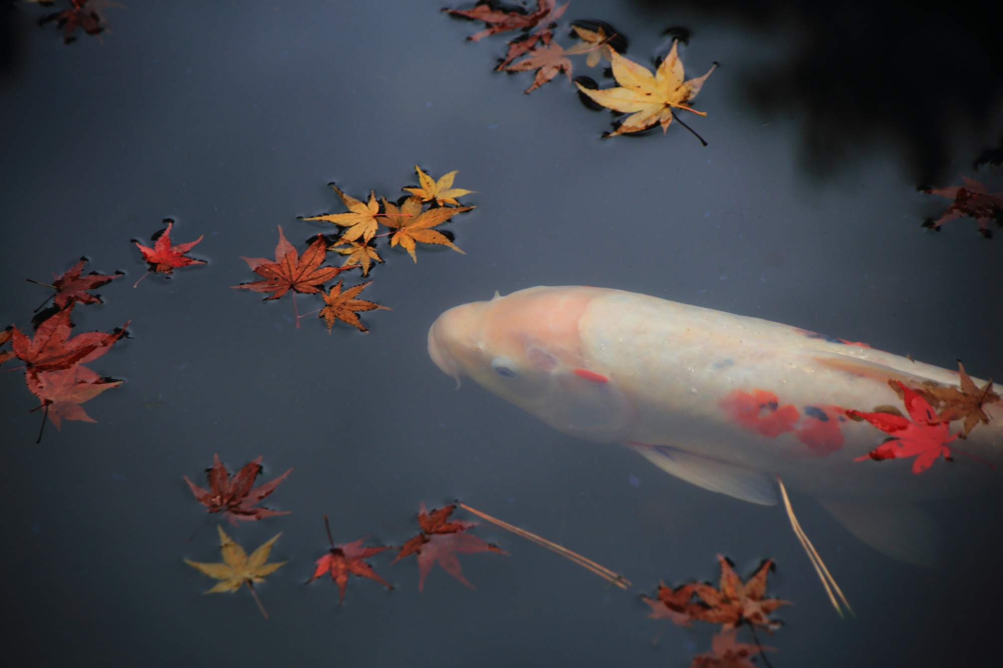 風情ある秋の天授庵の紅葉と鯉