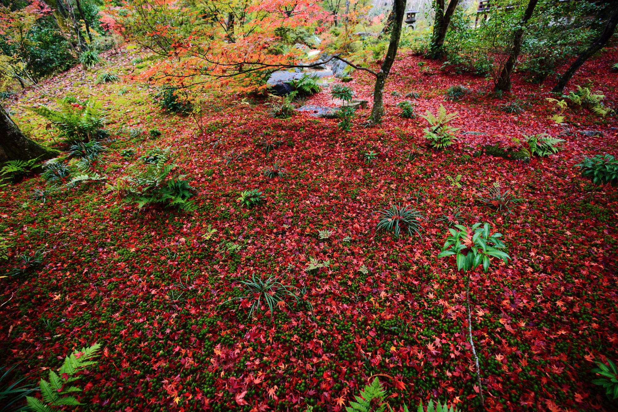 紅葉の名所の宝筐院（ほうきょういん）の緑の苔と美しい散りもみじ
