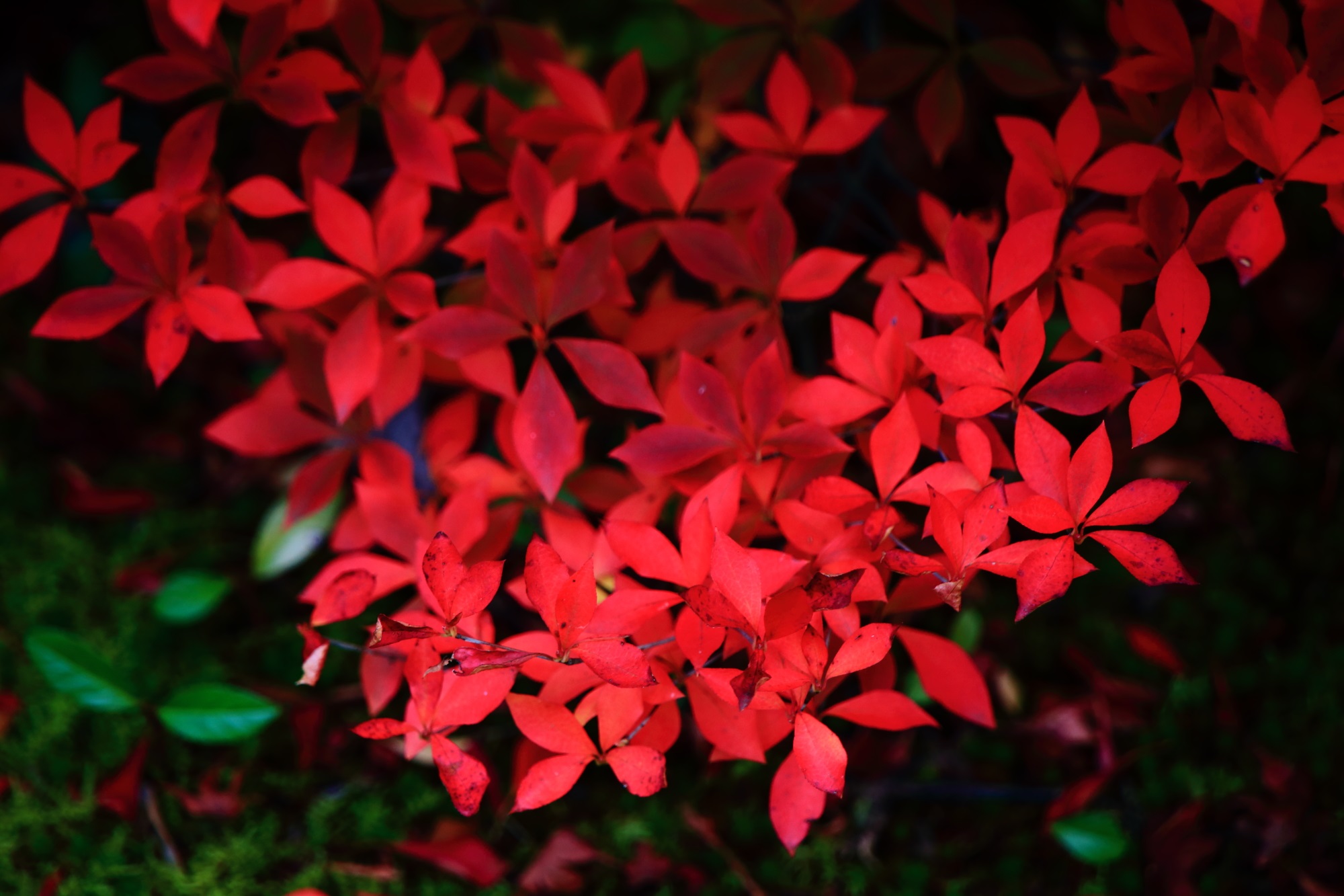 ほのかに光るような妖艶な深い赤色のドウダンツツジの紅葉