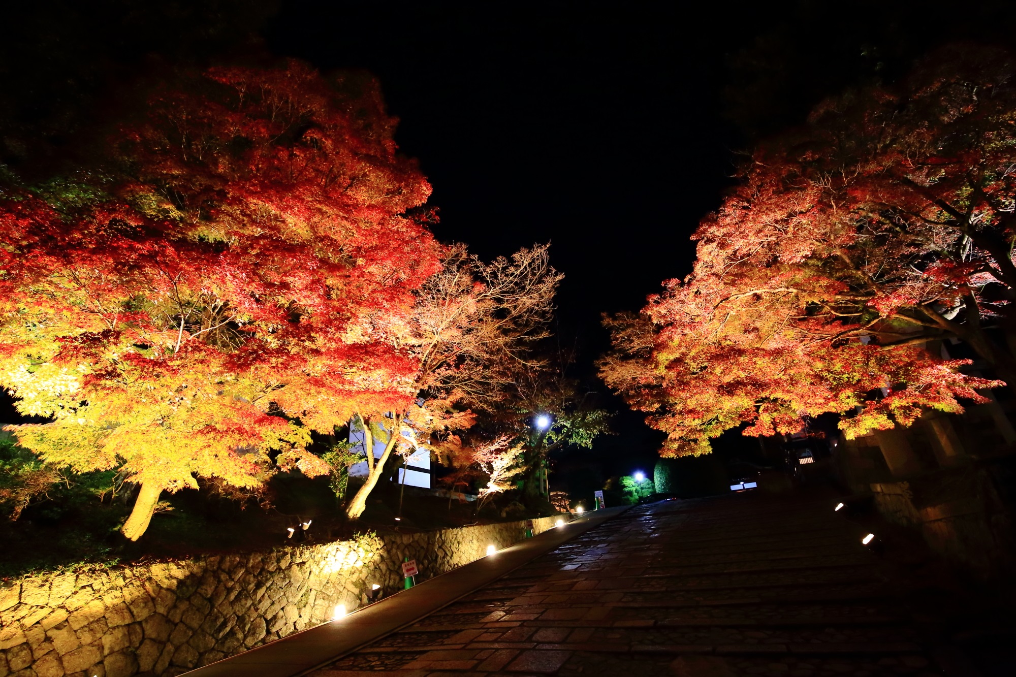 紅葉の名所の金戒光明寺の東坂の豪快な見ごろのもみじのライトアップ