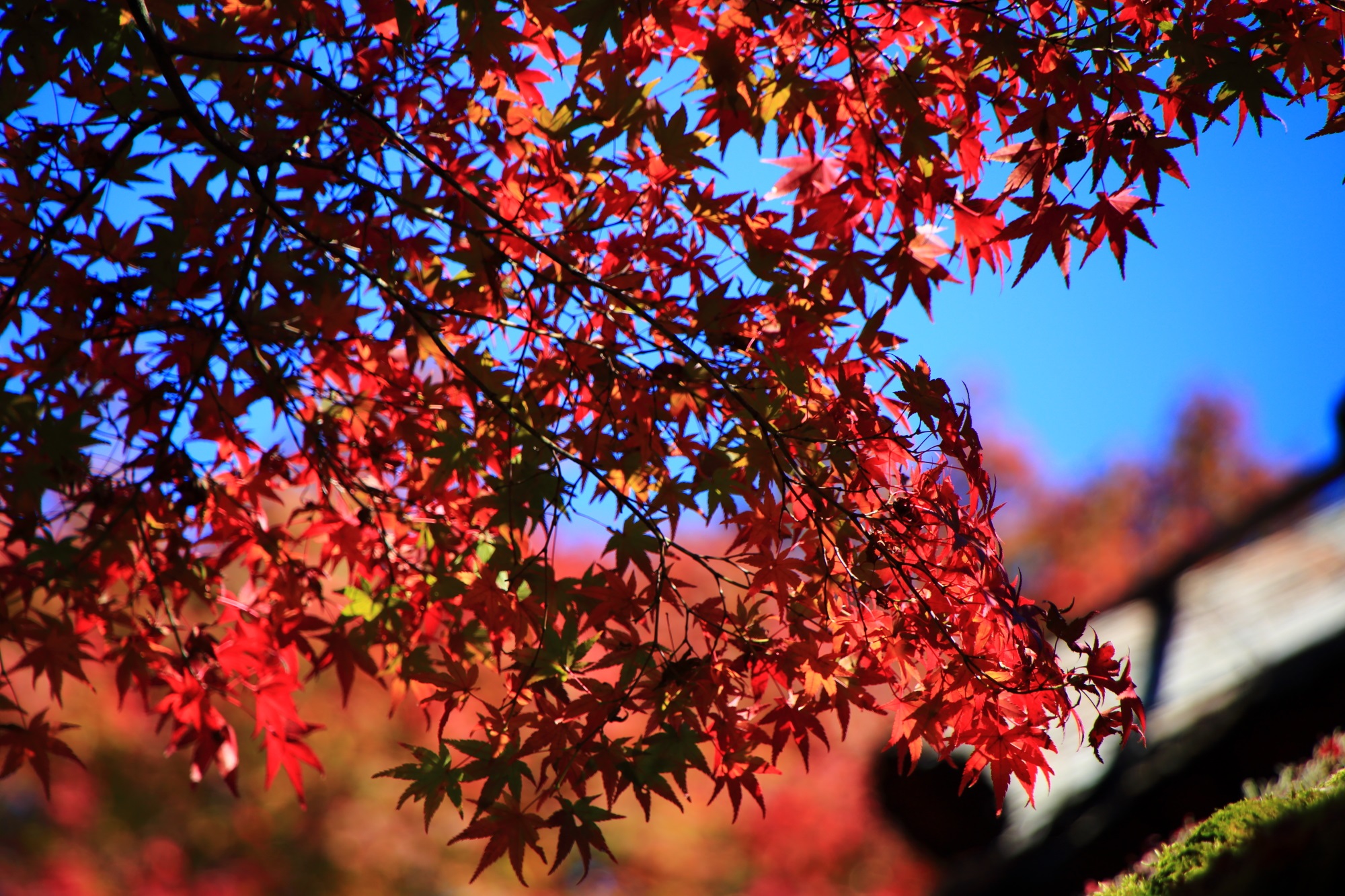 奥嵯峨の常寂光寺の鮮やかな見ごろの紅葉 11月20日