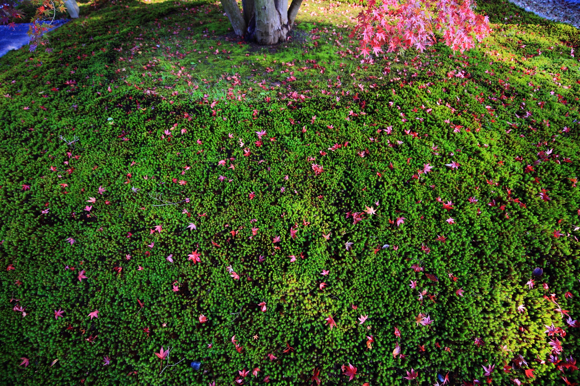 智積院の綺麗な緑の苔と華やかな散りもみじ