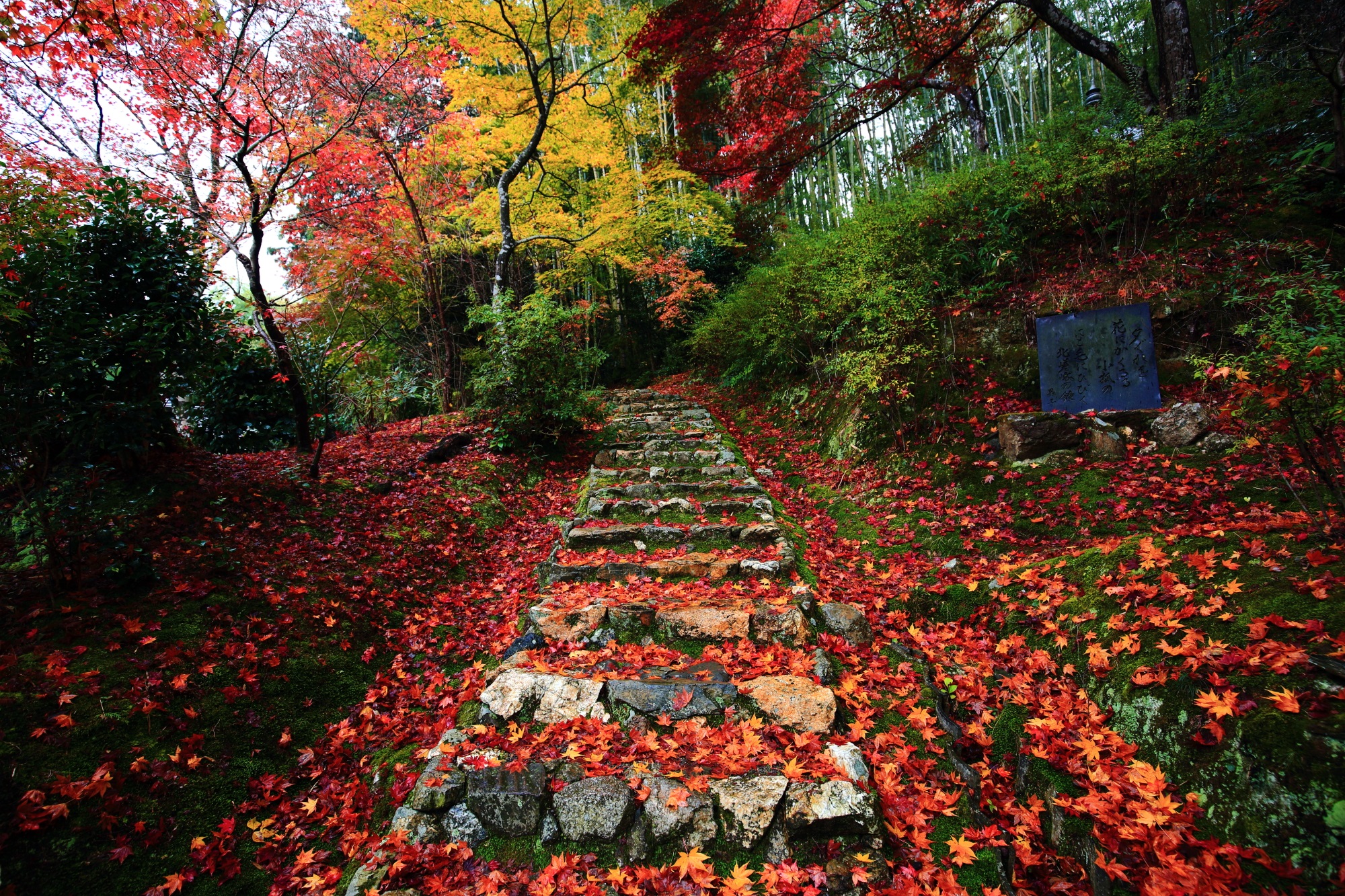 もみじの名所のじきしあんの開山堂前の石段の素晴らしい散り紅葉