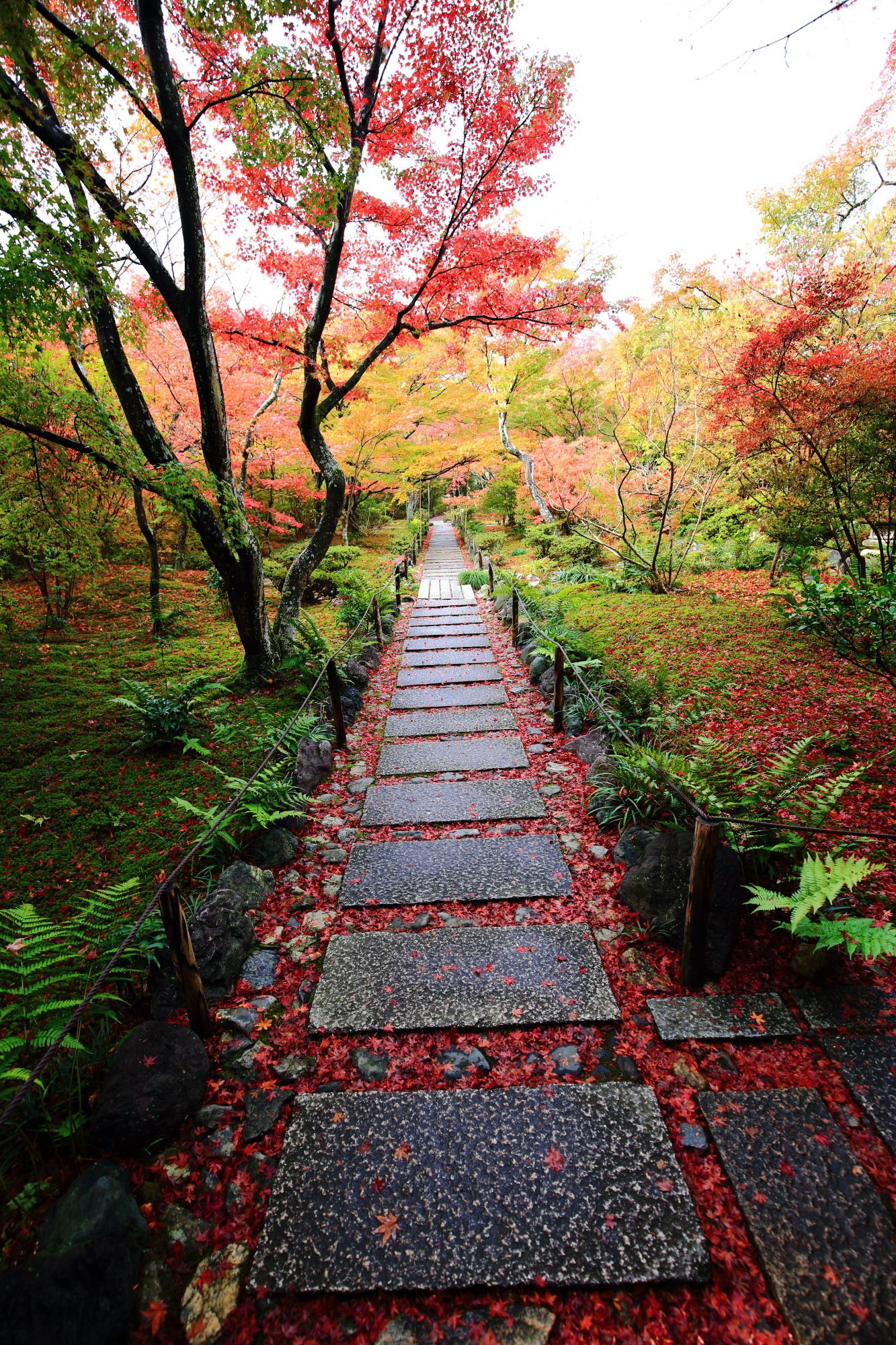 宝筐院（ほうきょういん）の紅葉につつまれた風情ある優美な参道