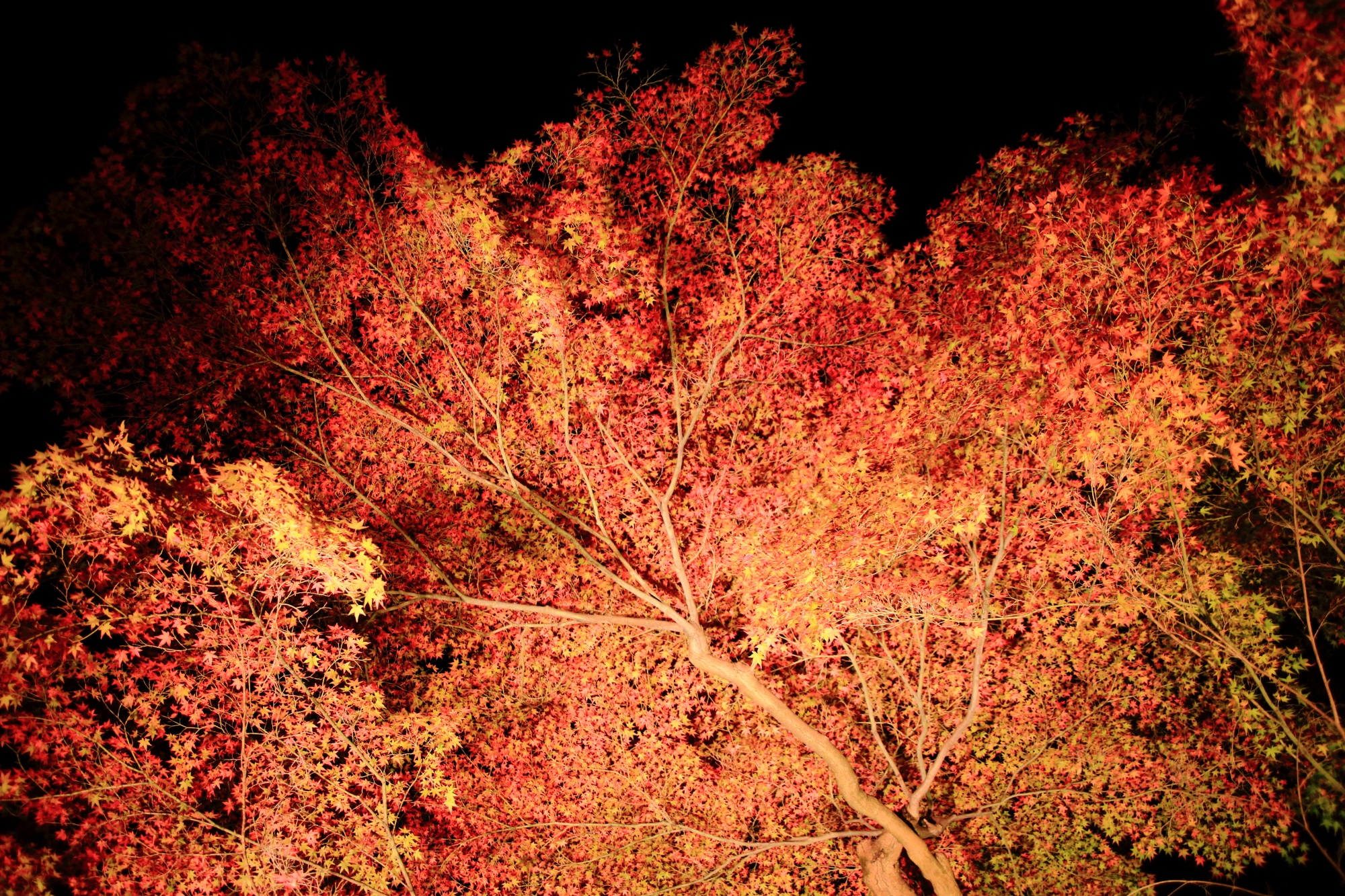 紅葉の名所の金戒光明寺の優雅な紅葉ライトアップ 11月29日