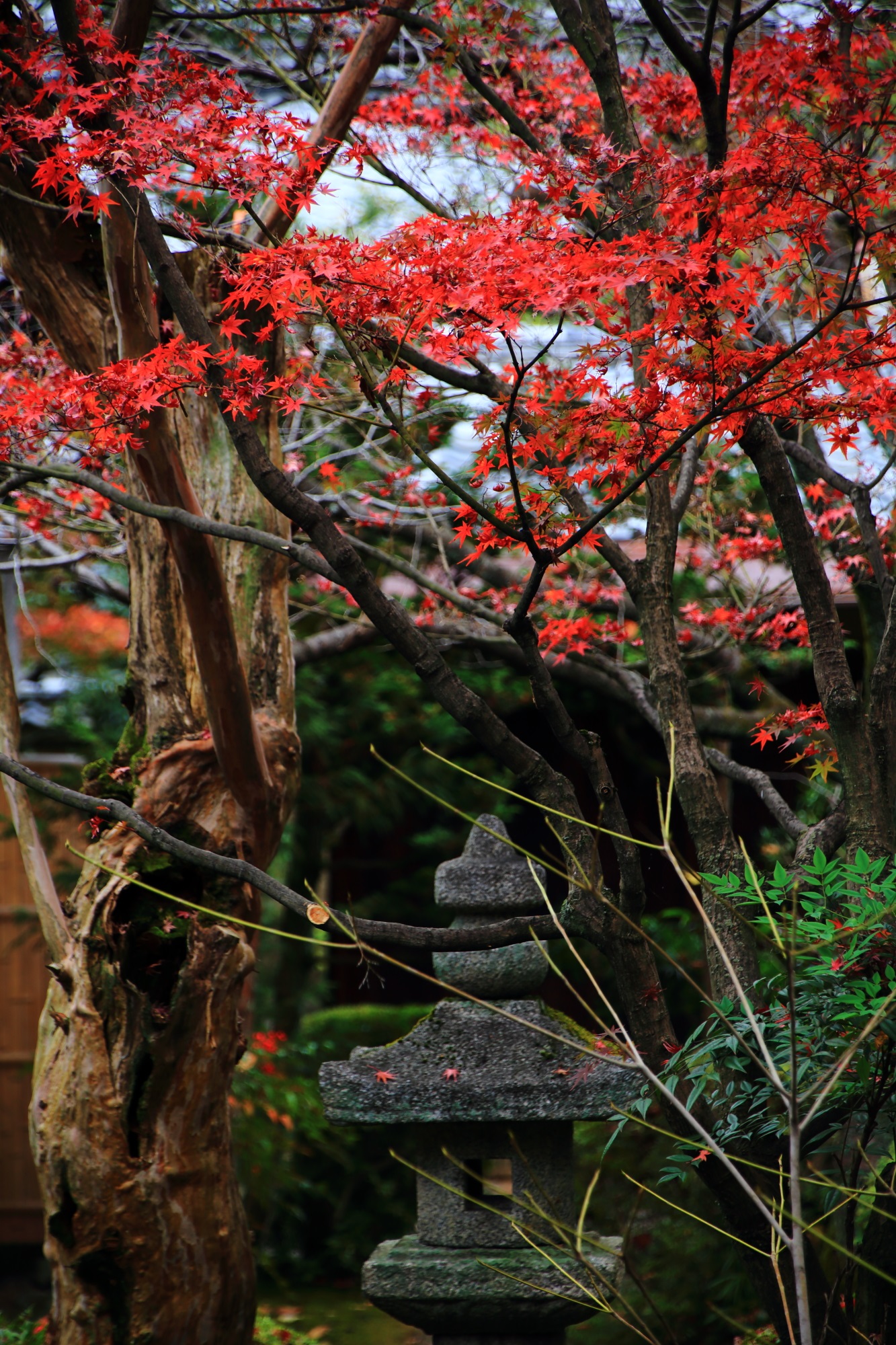 廬山寺の北庭の灯籠に散る鮮やかな紅葉