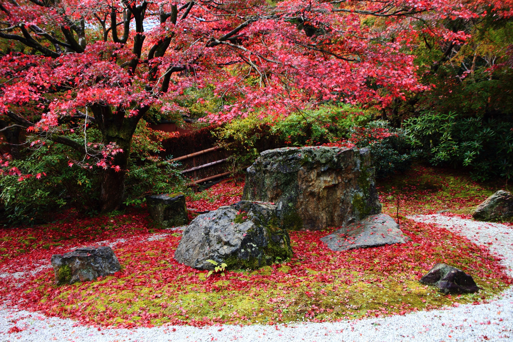 紅葉の穴場の直指庵（じきしあん）の阿弥陀堂庭園の綺麗な紅葉