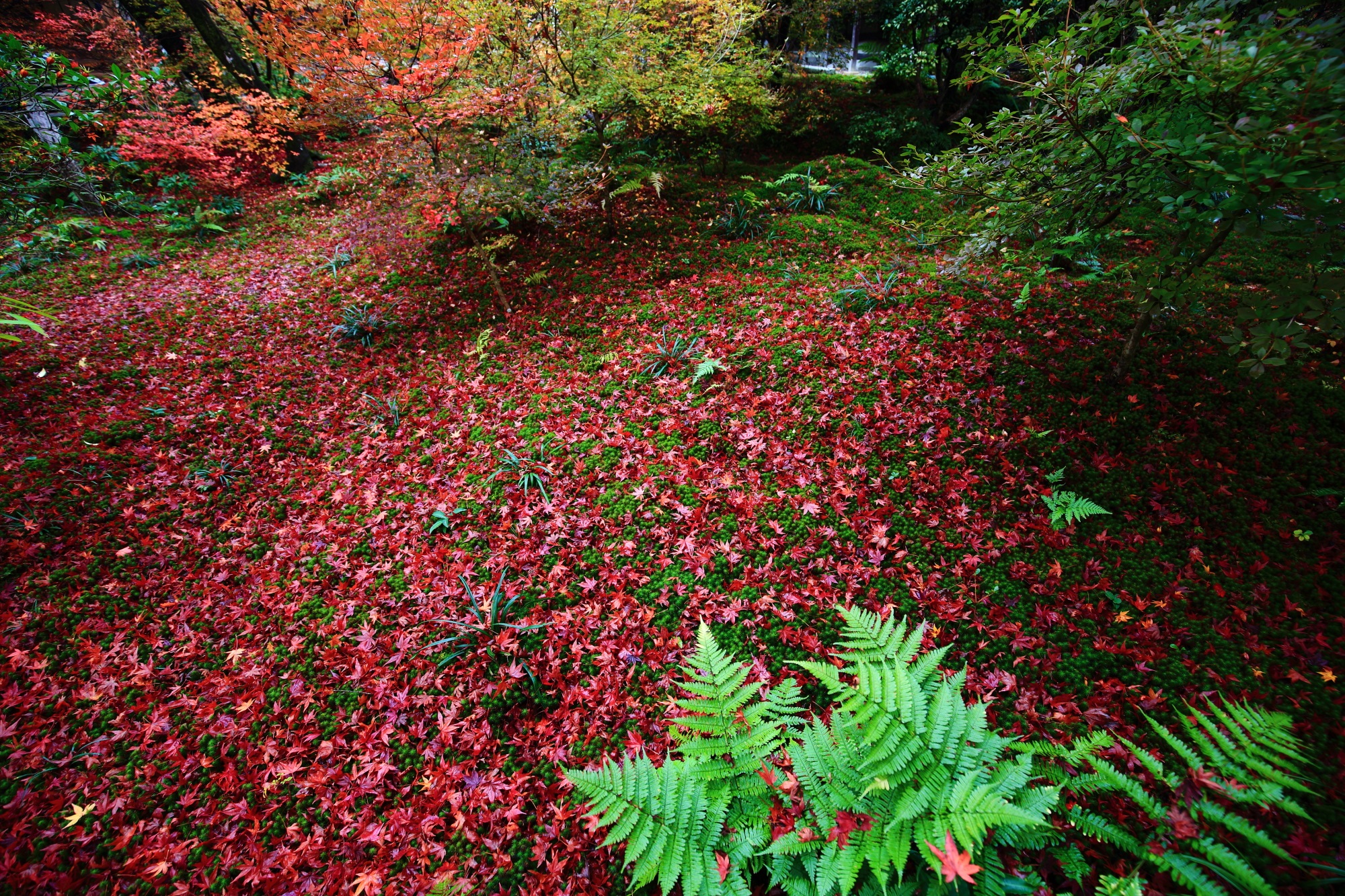 紅葉の名所の嵯峨ほうきょういんの緑の苔と綺麗な散りもみじ