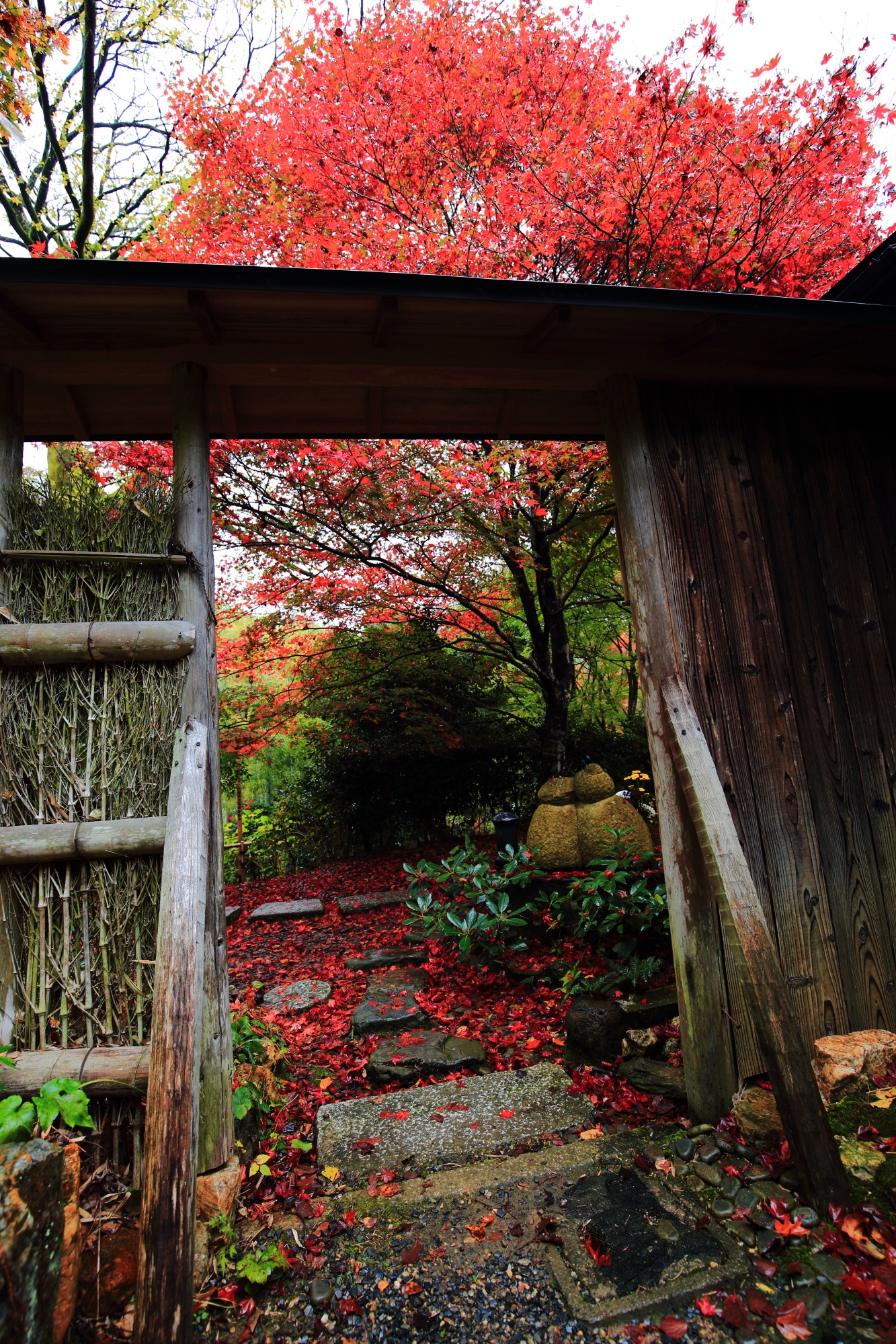 鮮やかな見ごろの紅葉につつまれたじきしあんの二河白道の庭